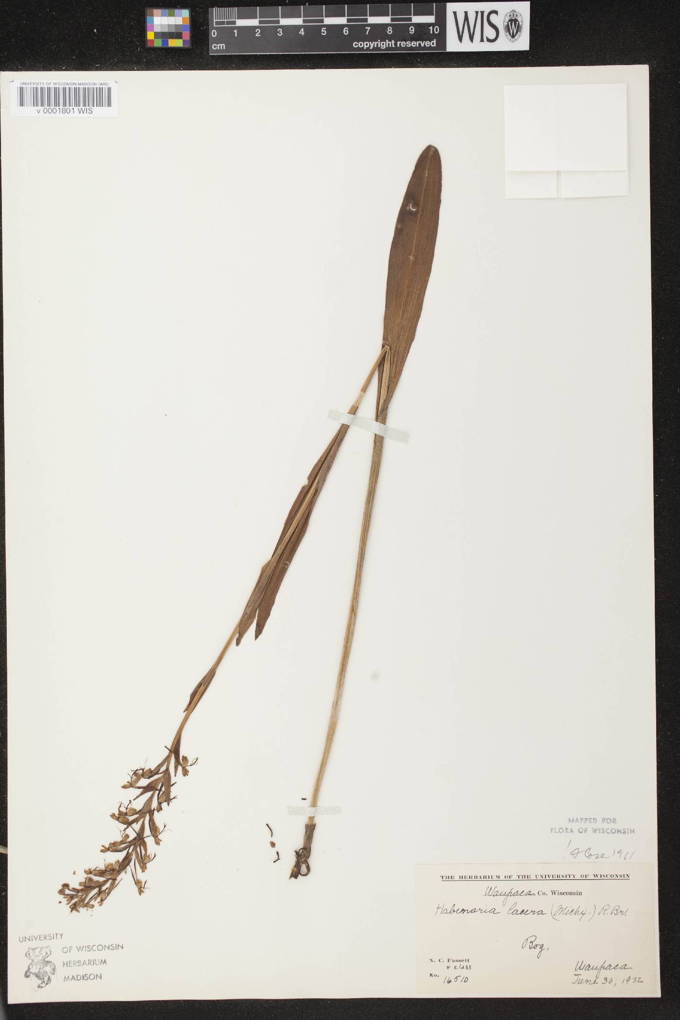 Platanthera lacera image