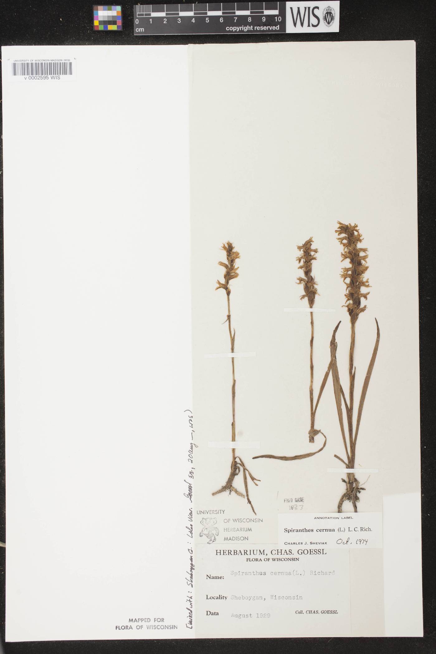 Spiranthes cernua image