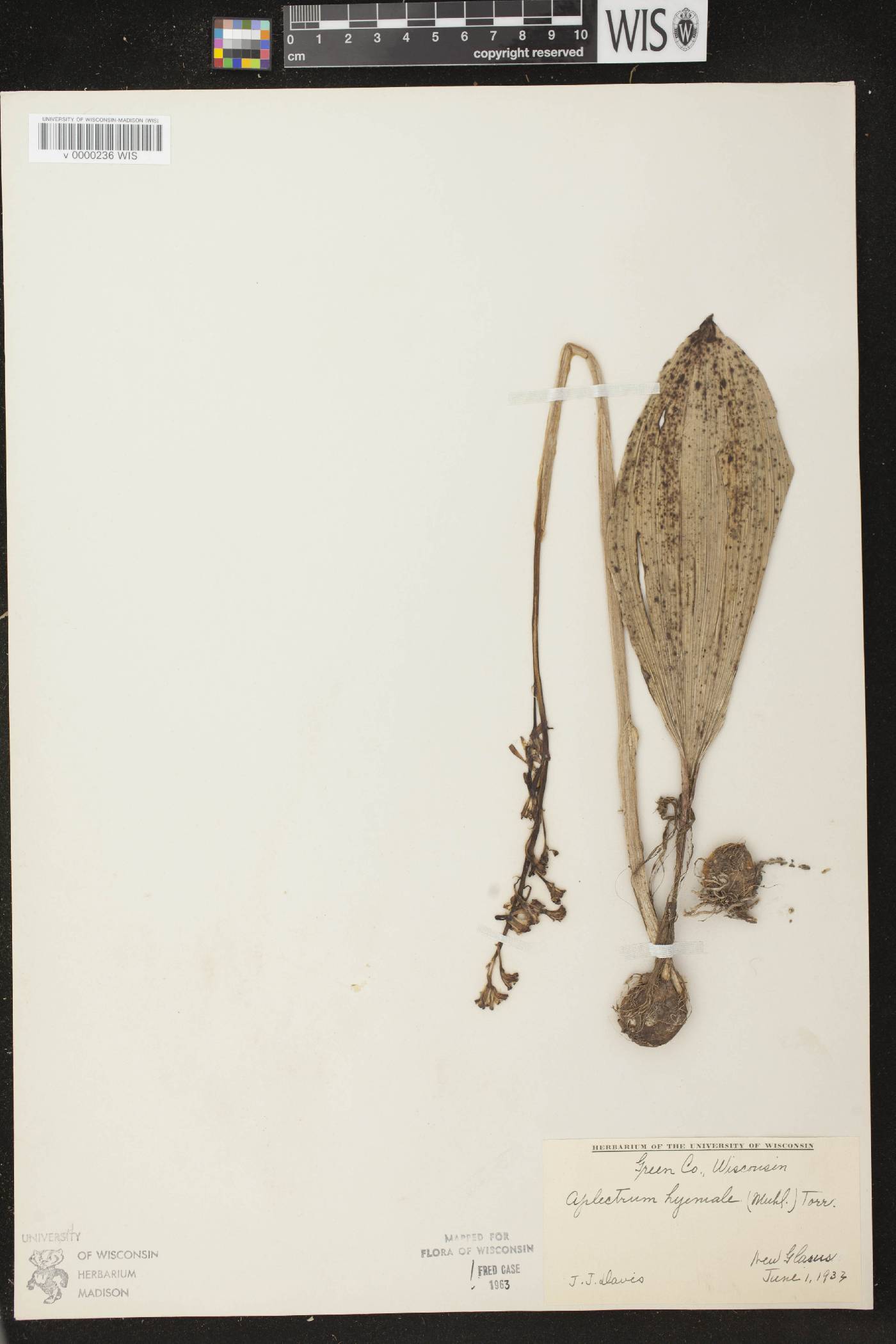 Aplectrum hyemale image