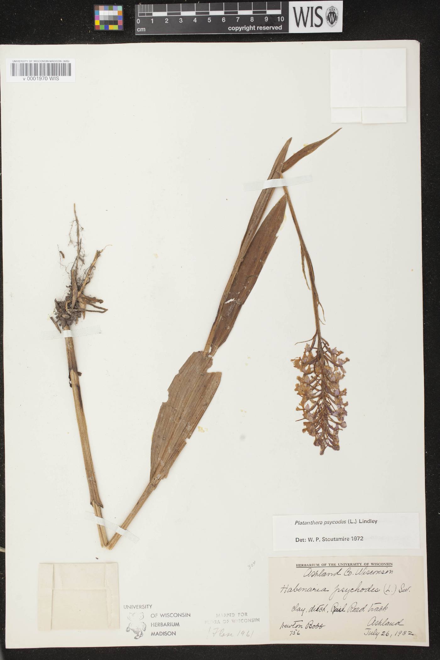 Platanthera psycodes image