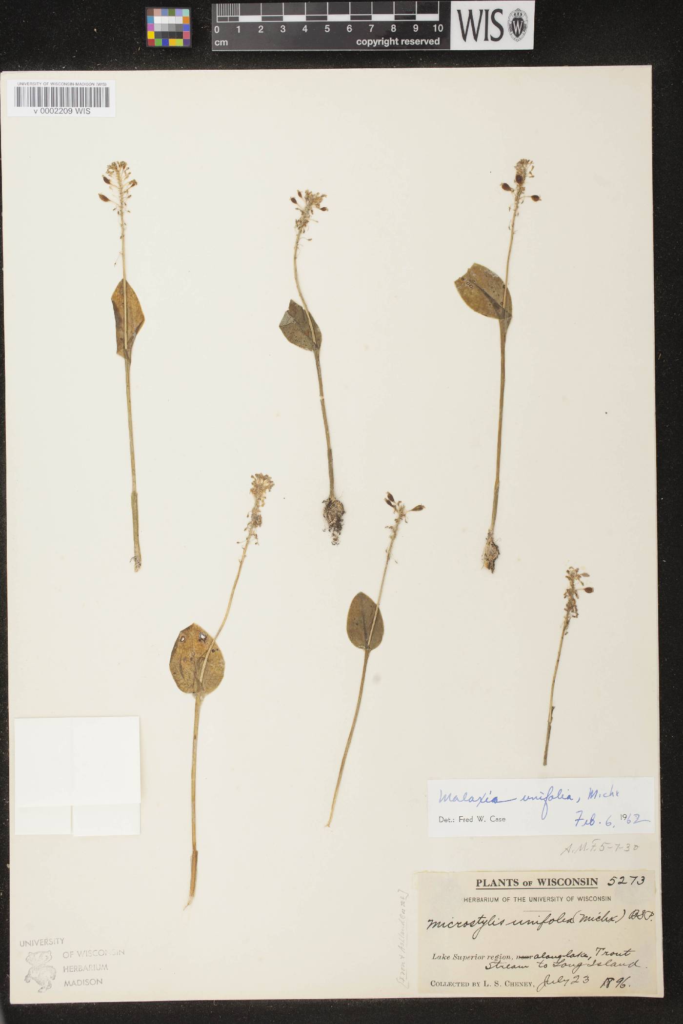 Malaxis unifolia image