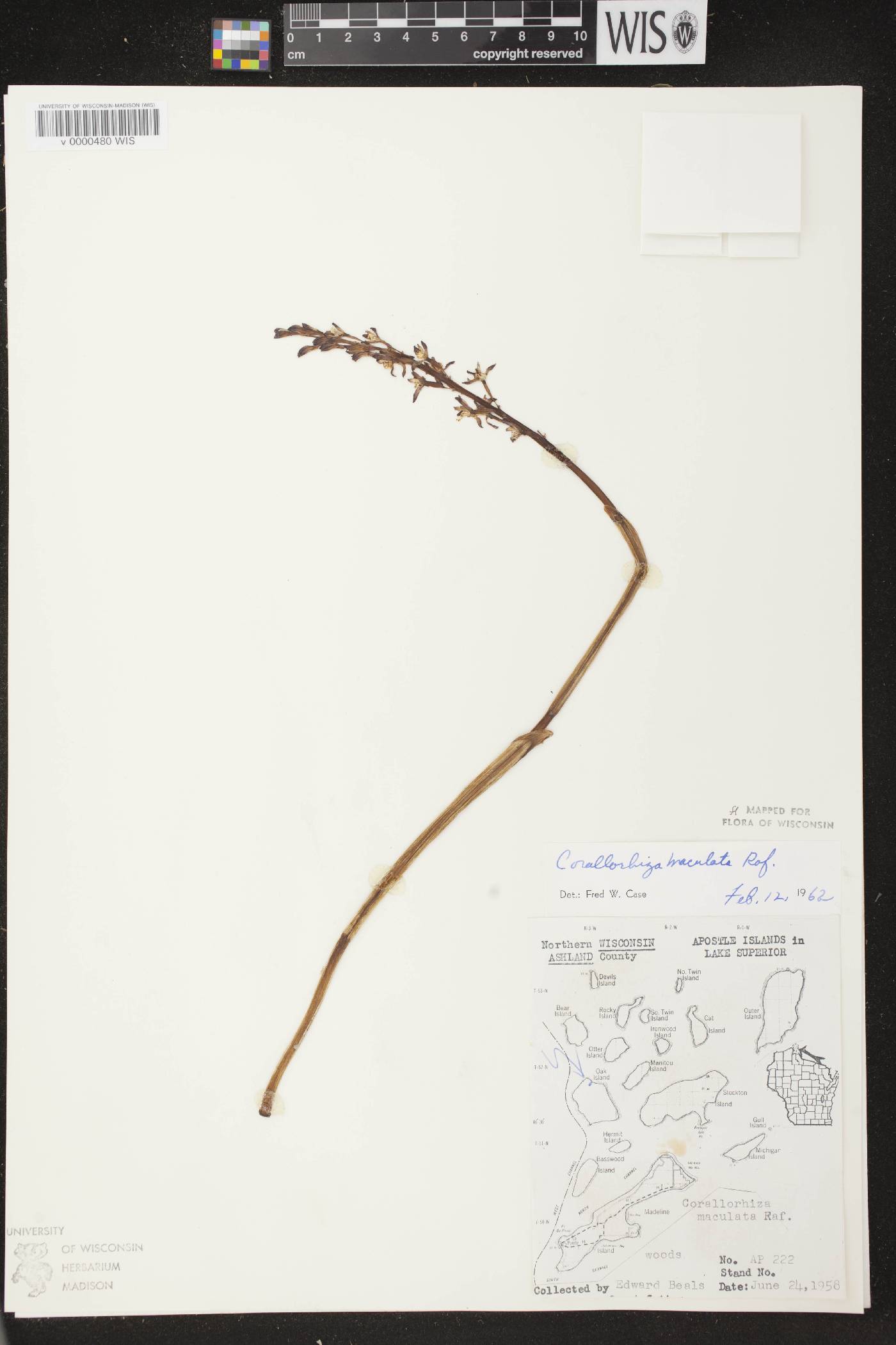Corallorhiza maculata image