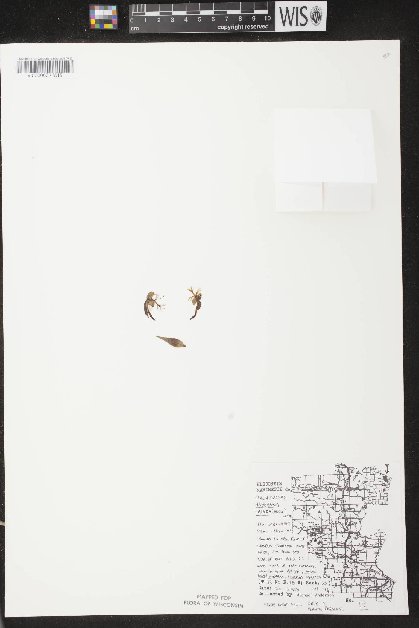 Platanthera lacera image