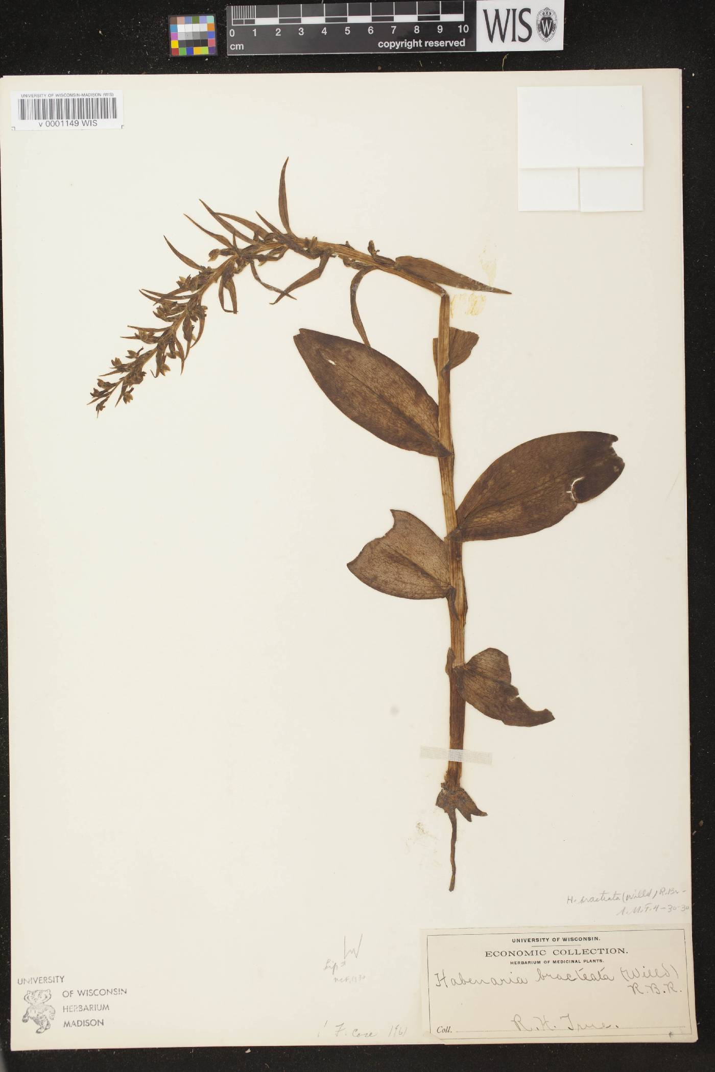 Coeloglossum viride var. virescens image