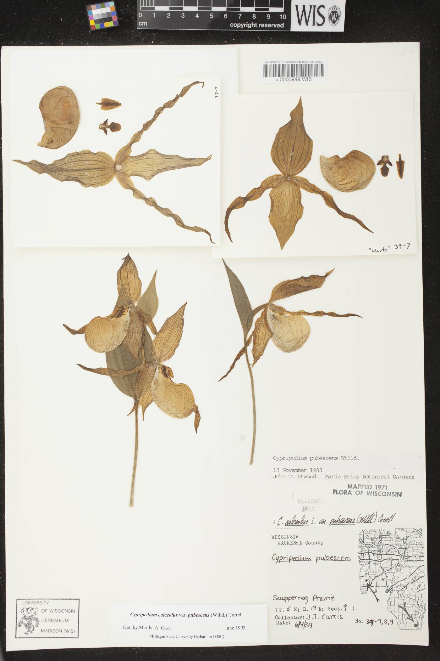 Cypripedium parviflorum image