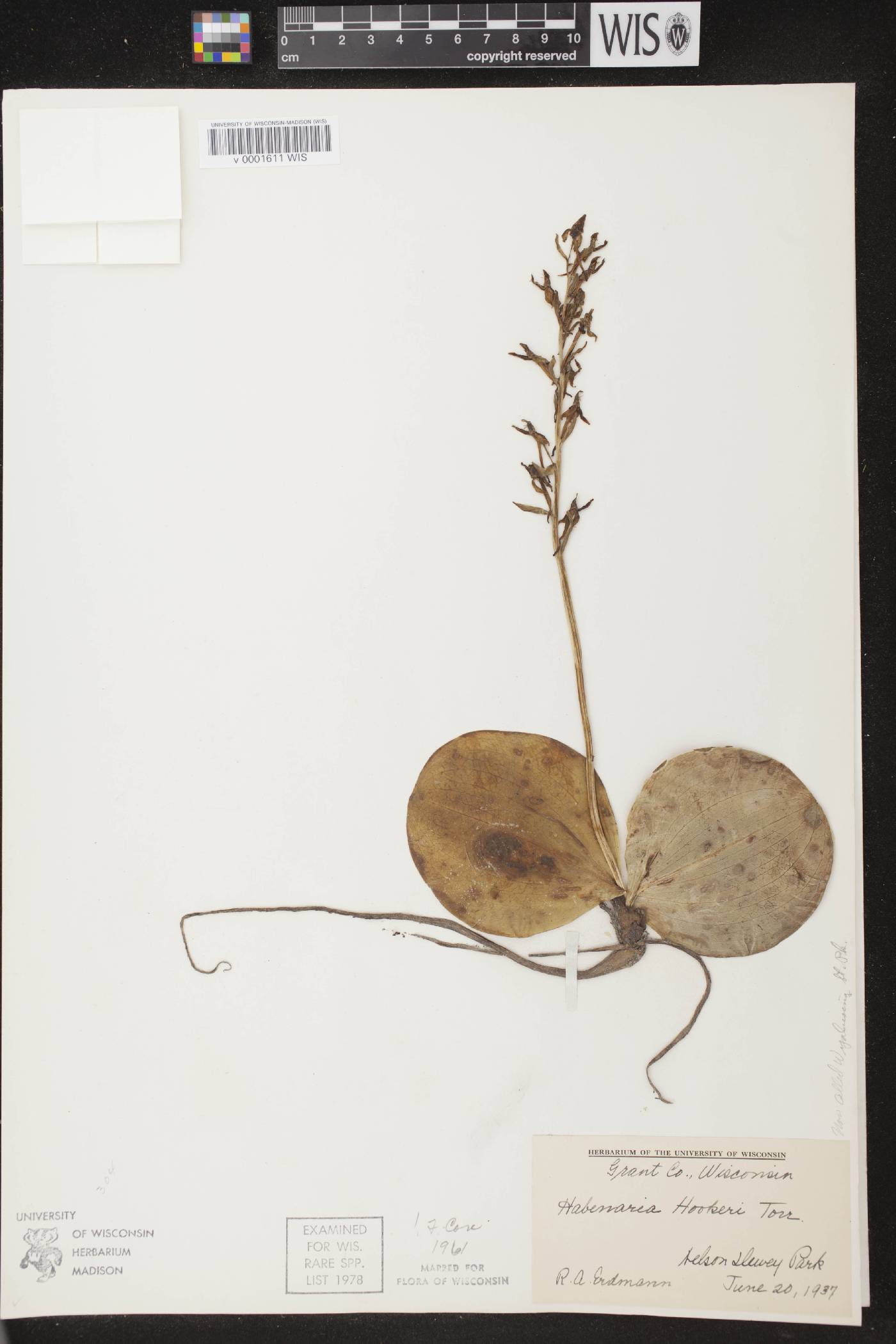 Platanthera hookeri image