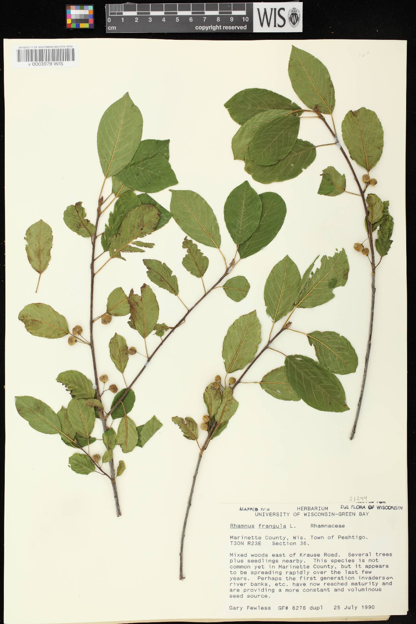 Frangula alnus image