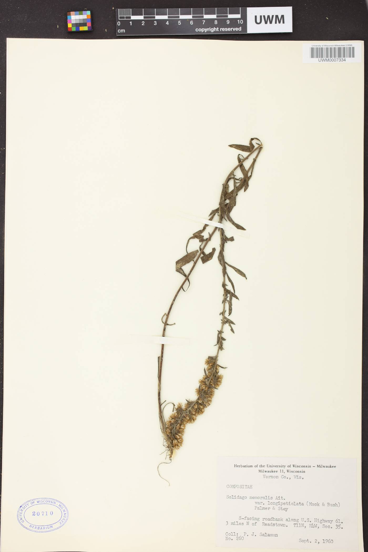 Solidago nemoralis subsp. decemflora image