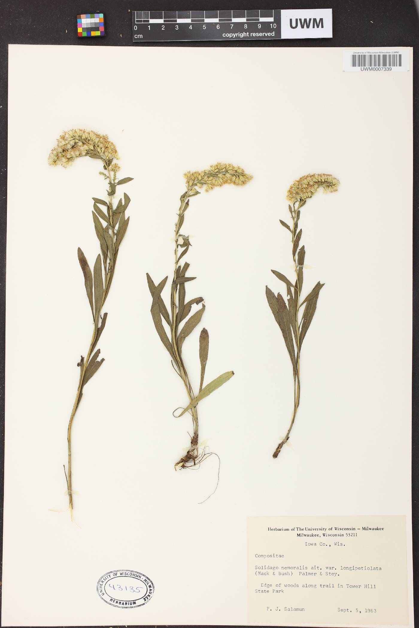 Solidago nemoralis subsp. decemflora image