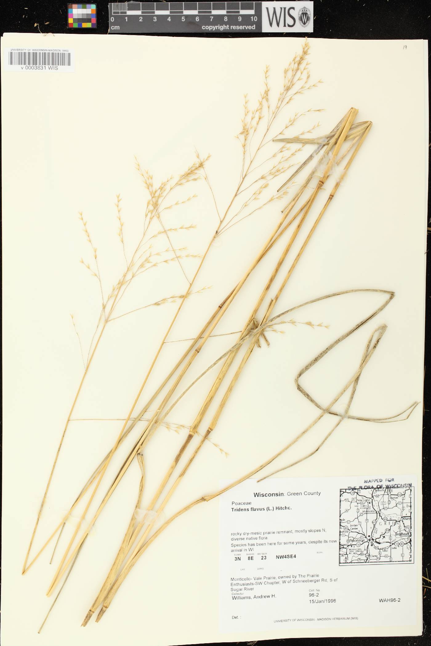 Tridens flavus image