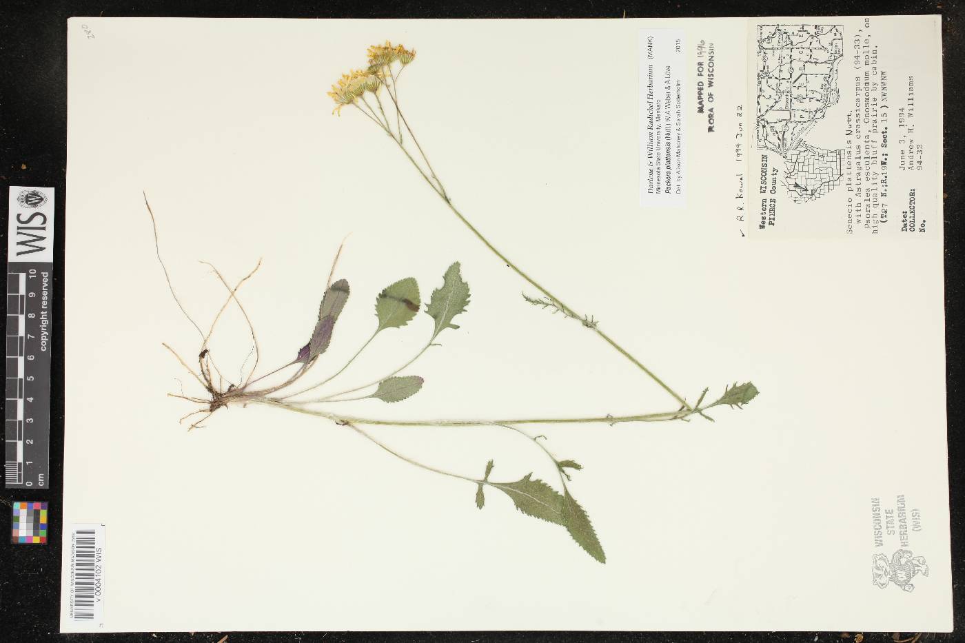 Packera plattensis image