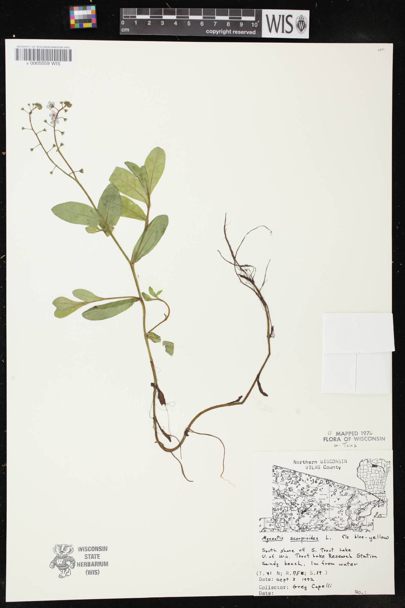 Myosotis scorpioides image