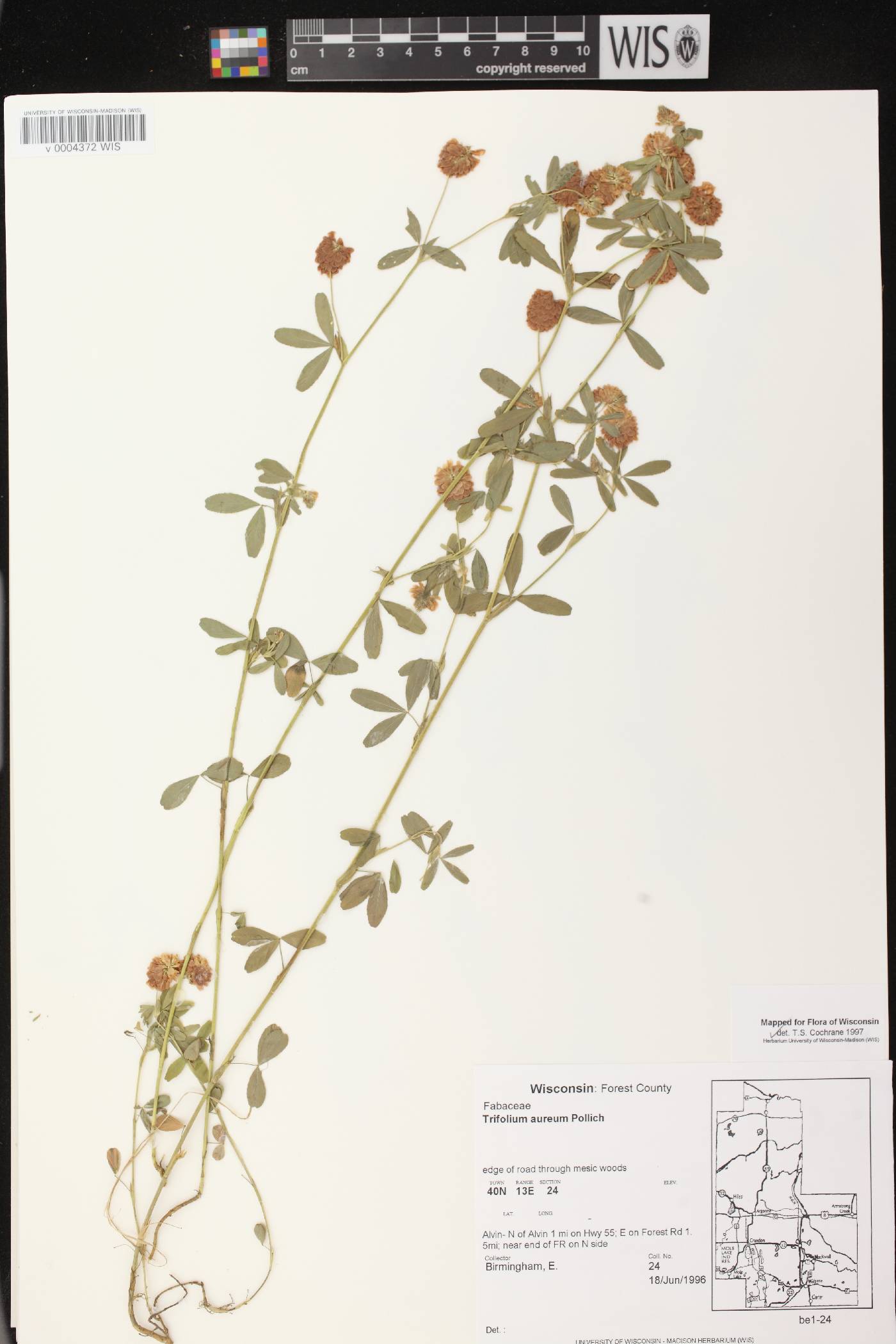 Trifolium aureum image