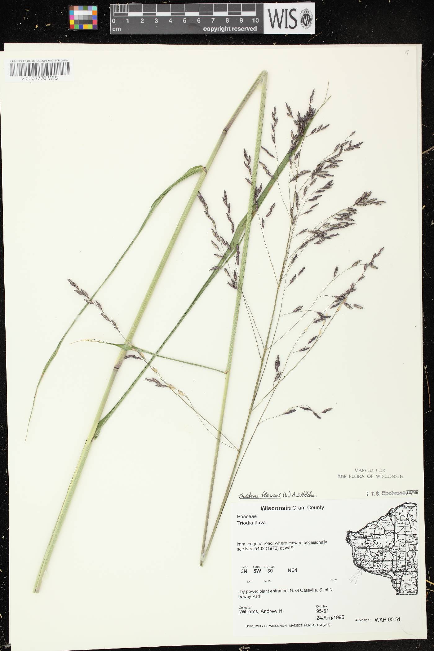 Tridens flavus image