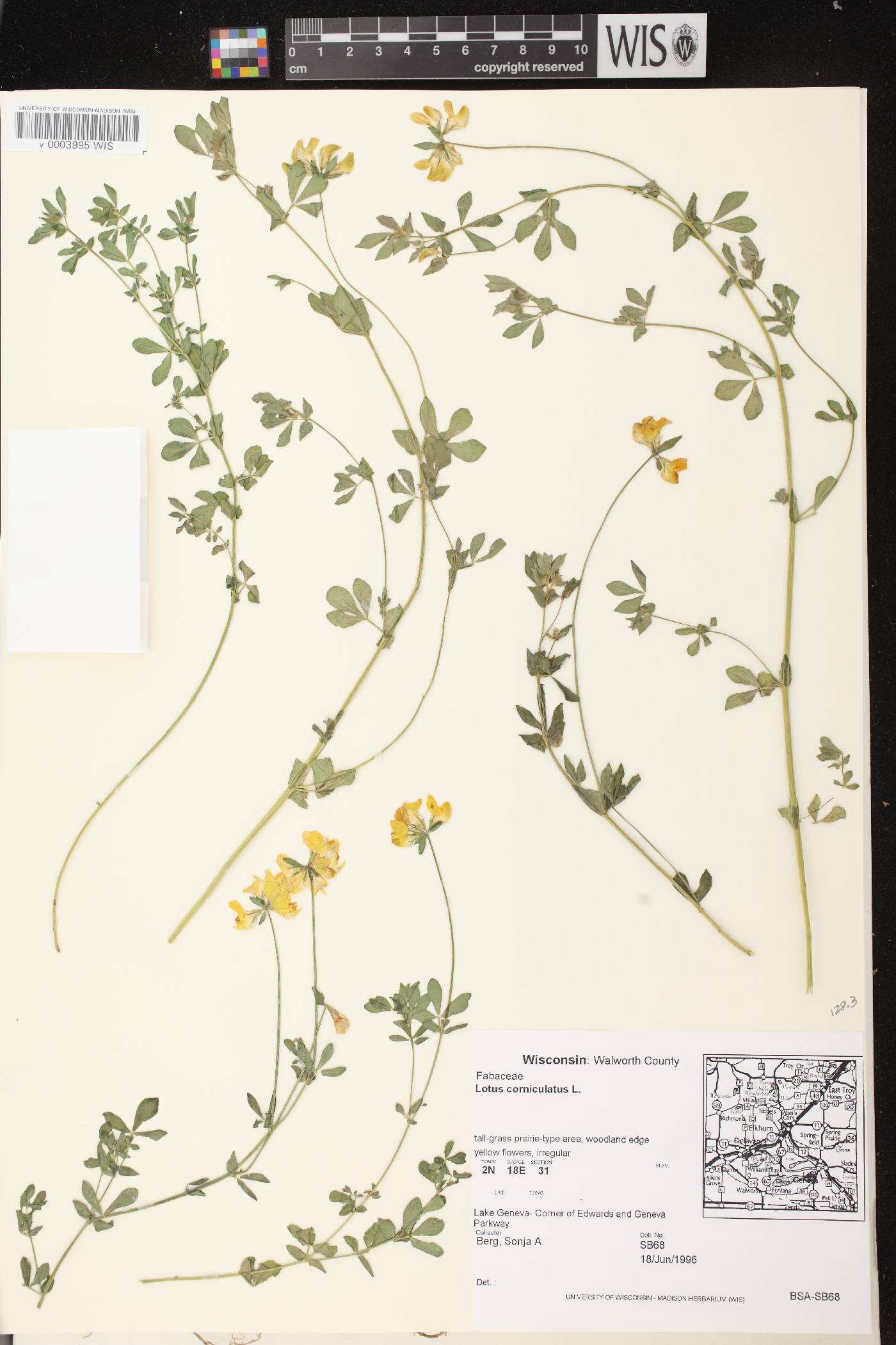 Lotus corniculatus image