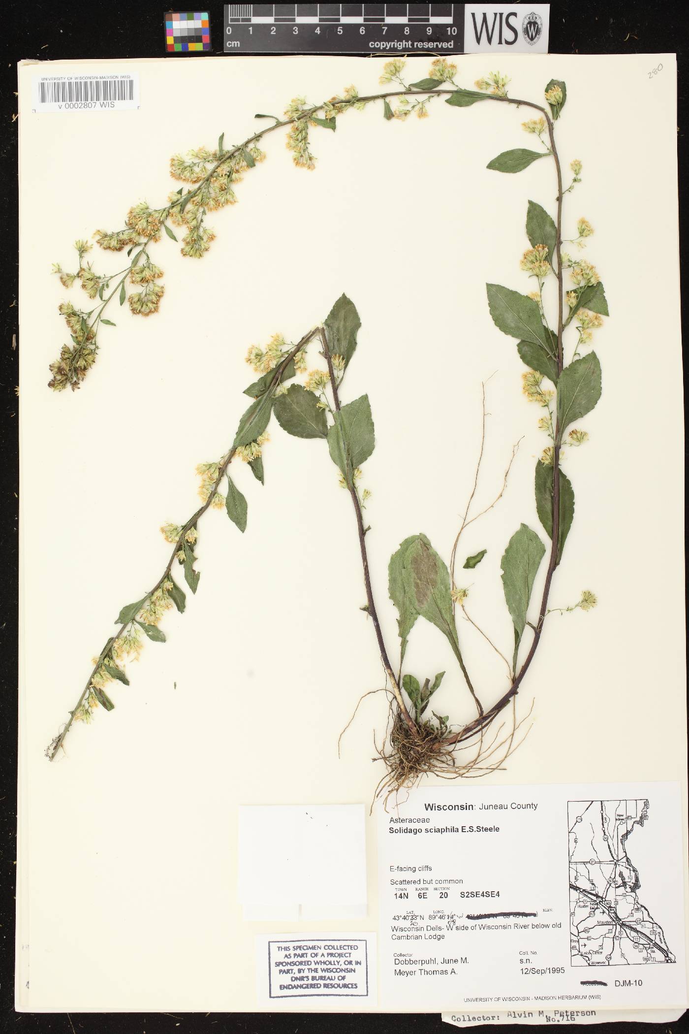 Solidago sciaphila image