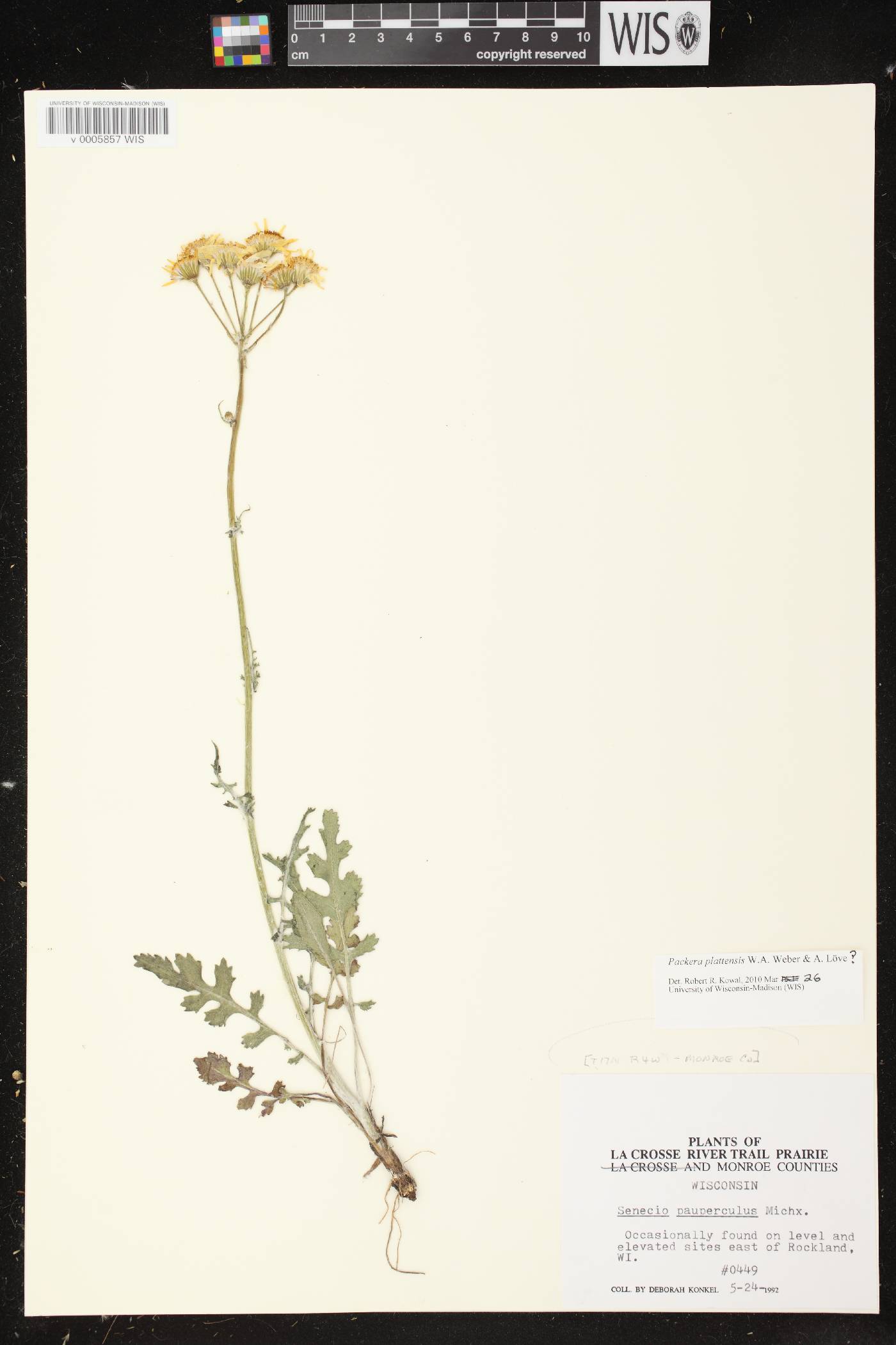 Packera plattensis image