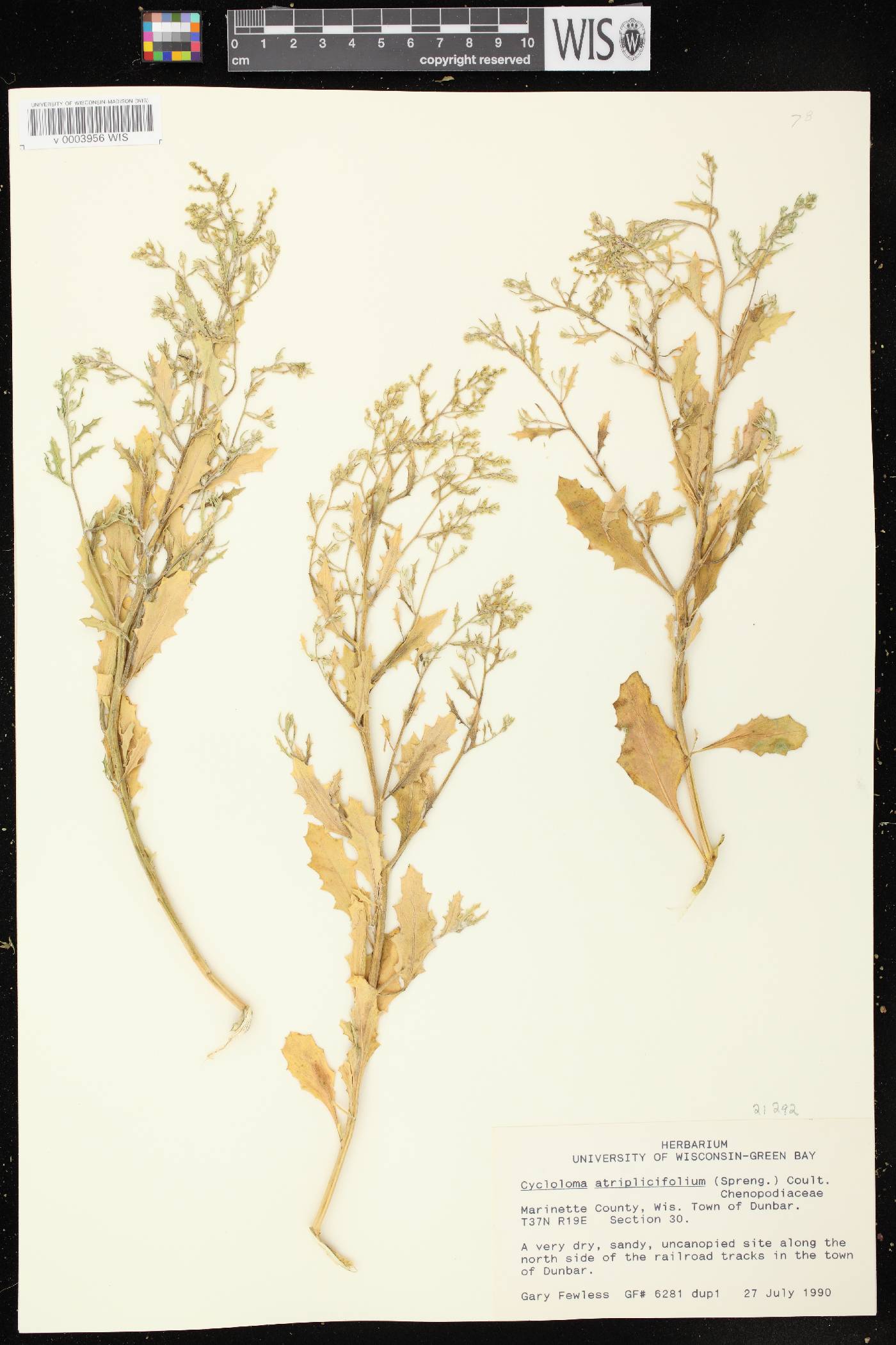 Cycloloma atriplicifolium image