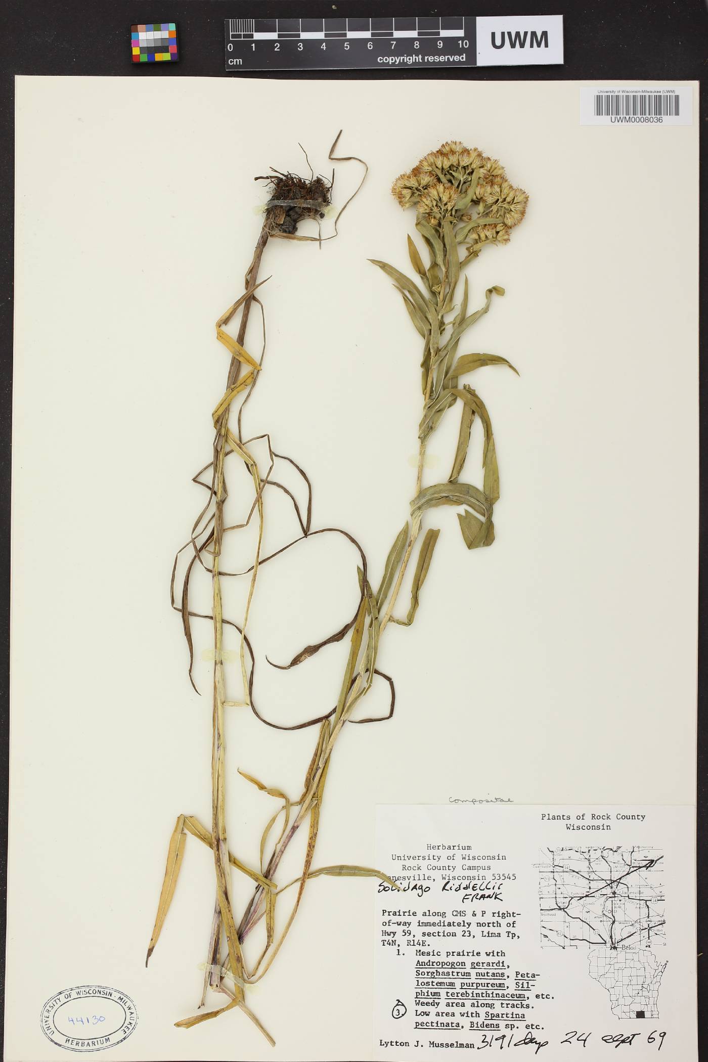 Solidago riddellii image
