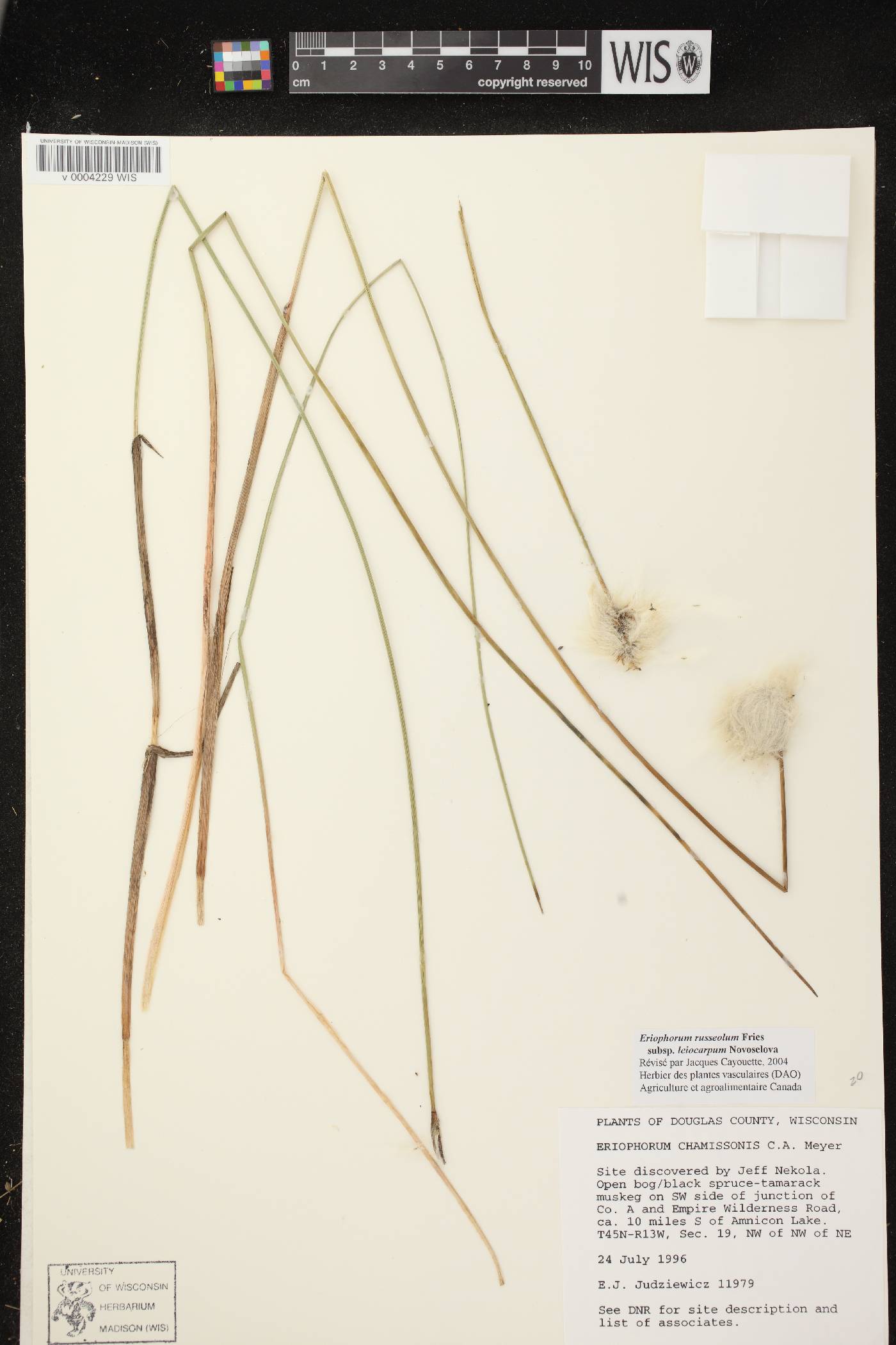 Eriophorum chamissonis image