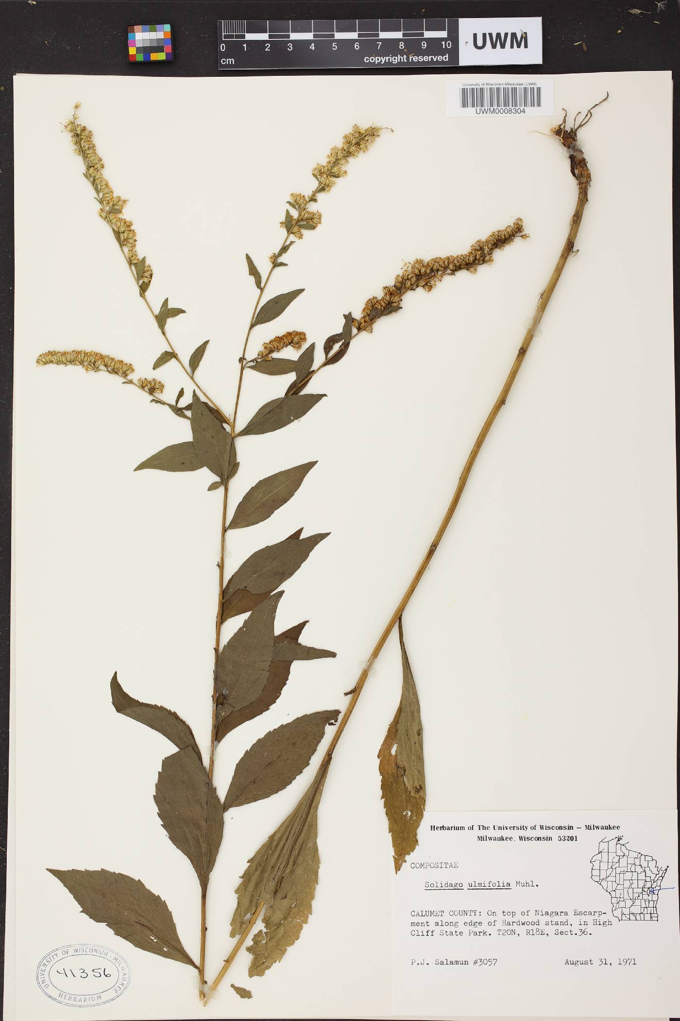 Solidago ulmifolia var. ulmifolia image