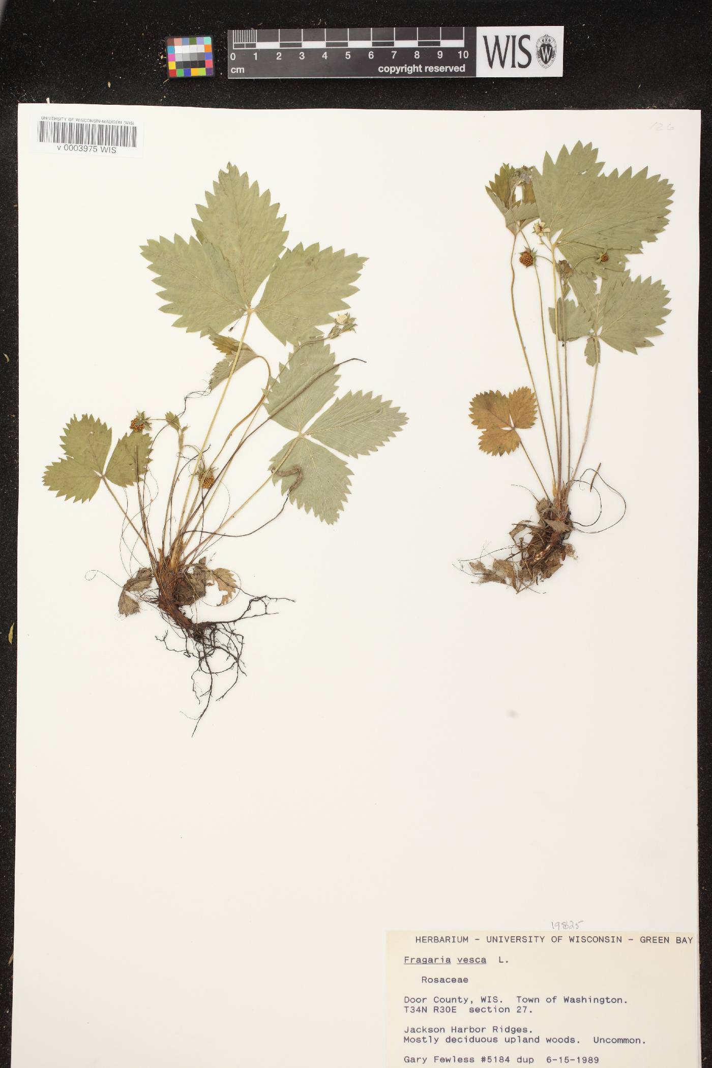 Fragaria vesca subsp. americana image