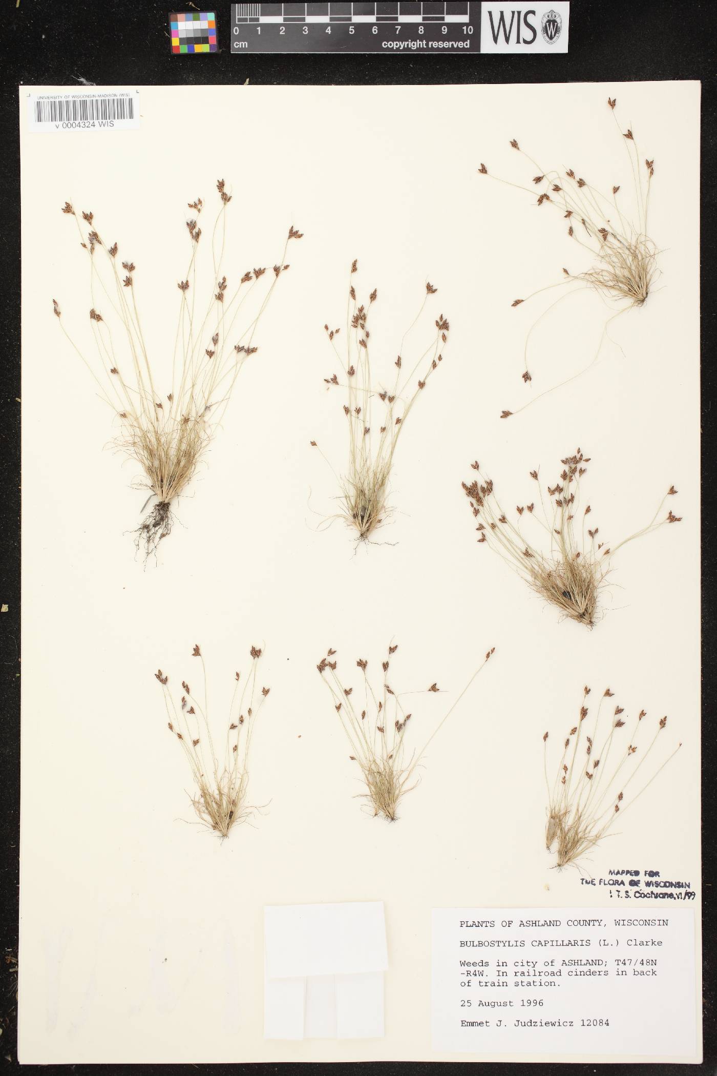 Bulbostylis capillaris image