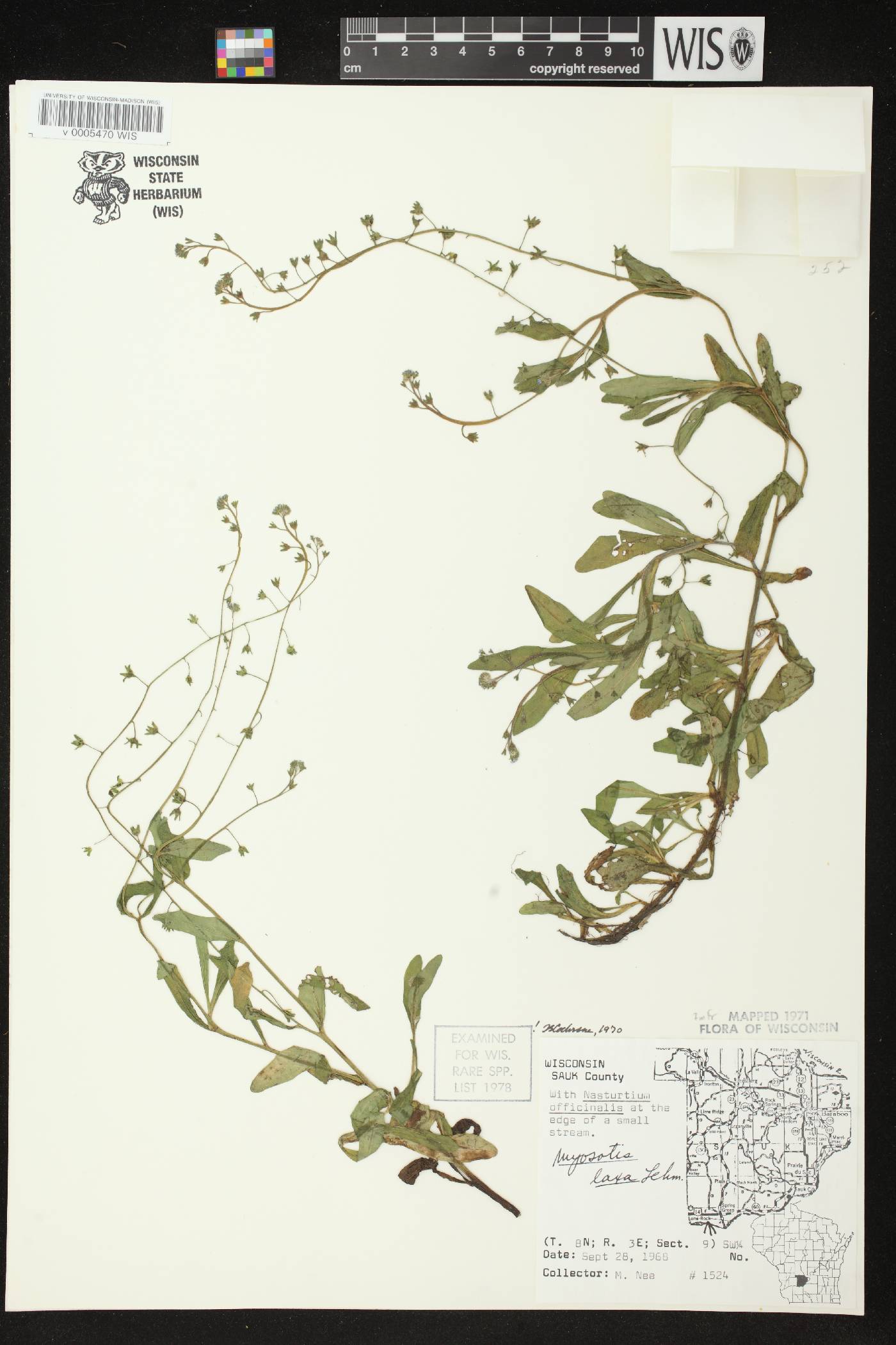 Myosotis laxa image