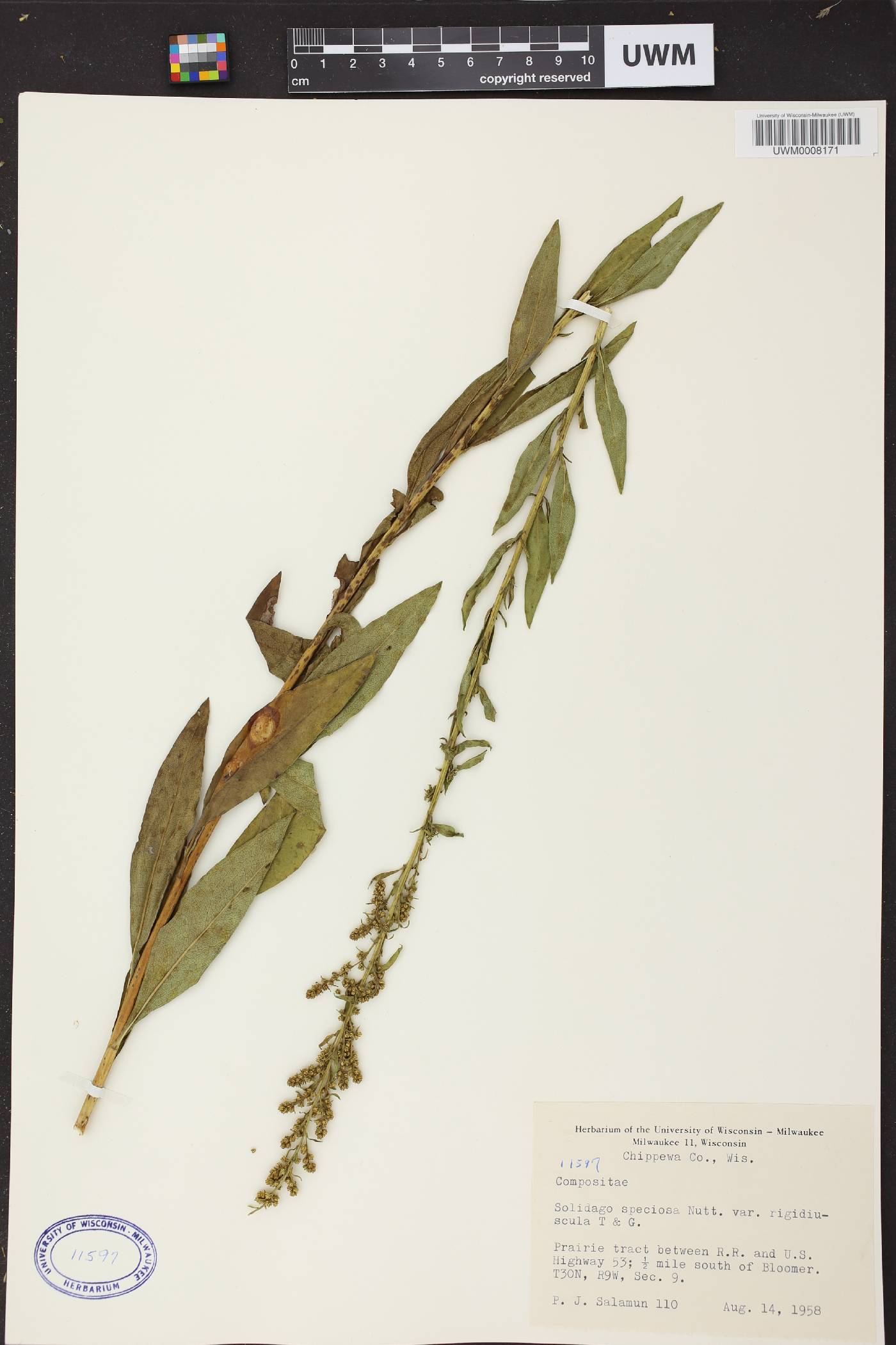 Solidago speciosa subsp. speciosa var. rigidiuscula image