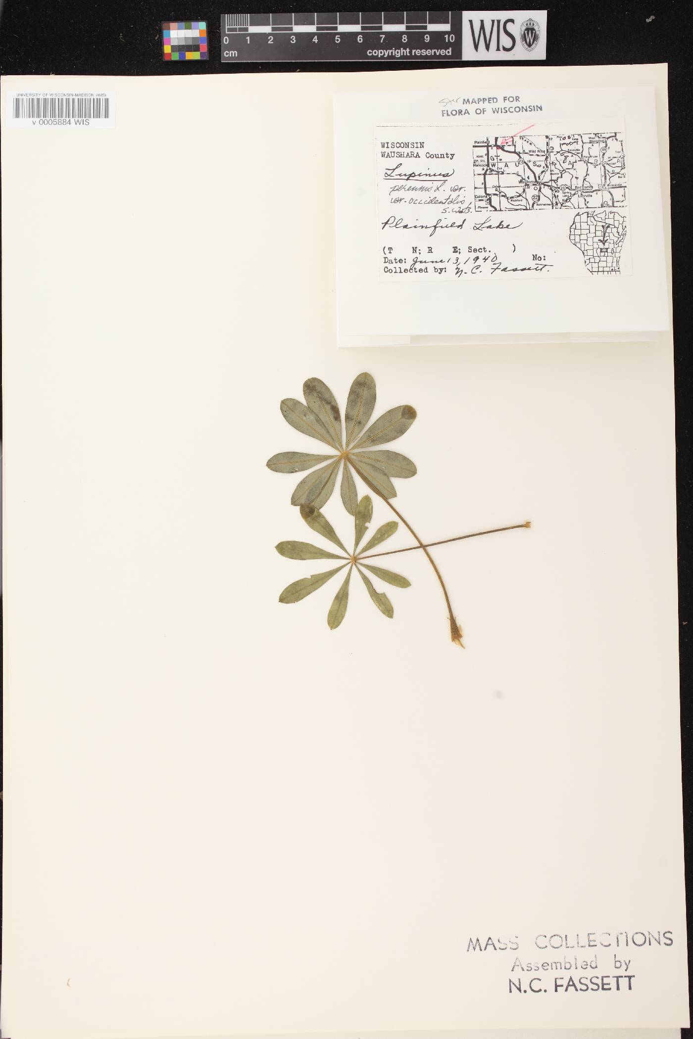 Lupinus perennis var. occidentalis image