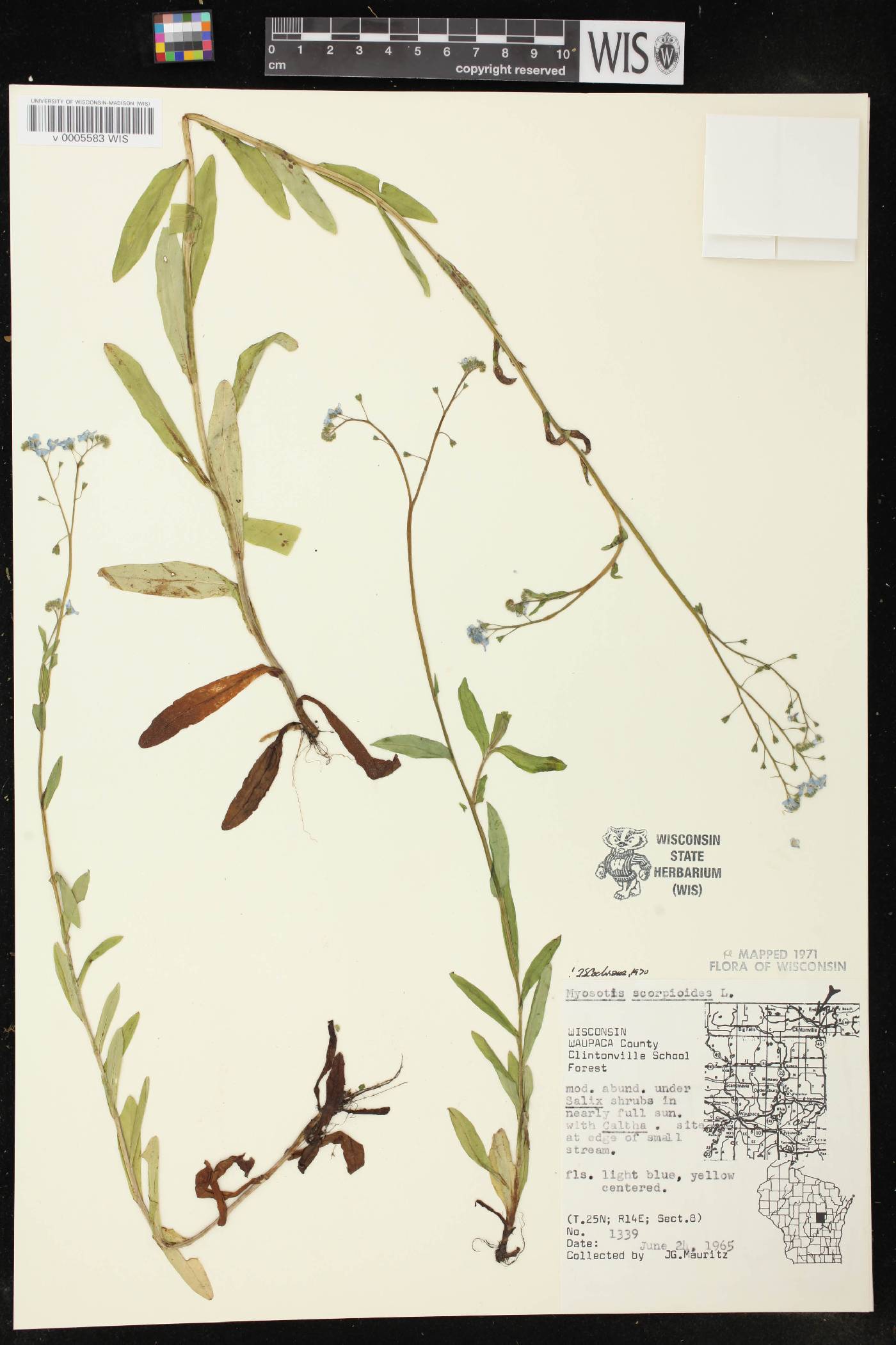 Myosotis scorpioides image
