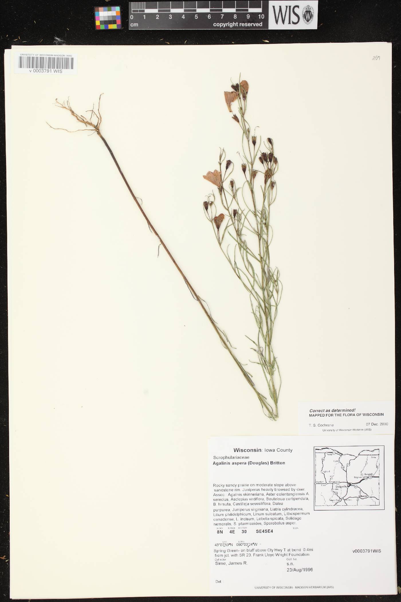 Agalinis aspera image