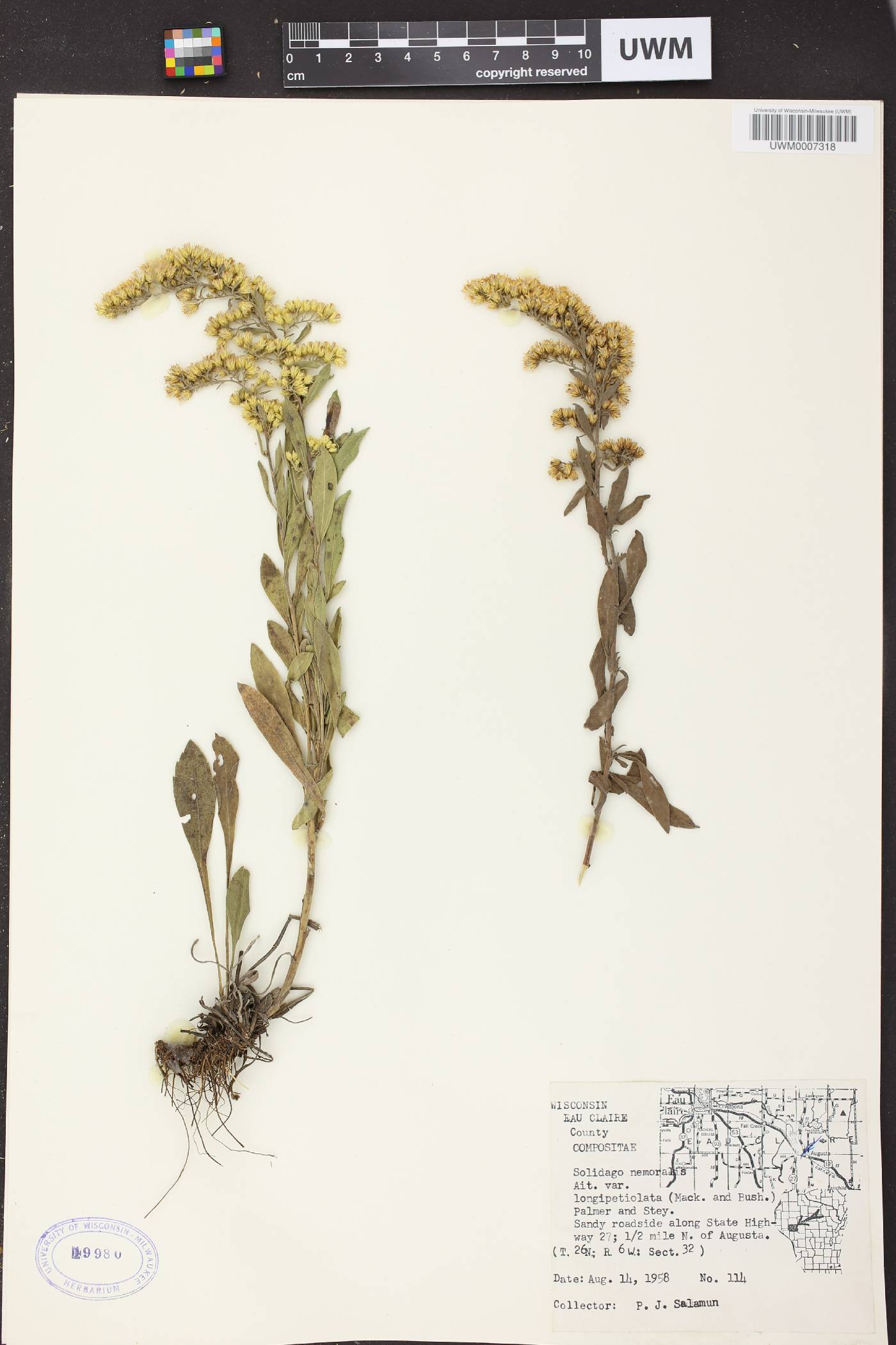 Solidago nemoralis subsp. decemflora image
