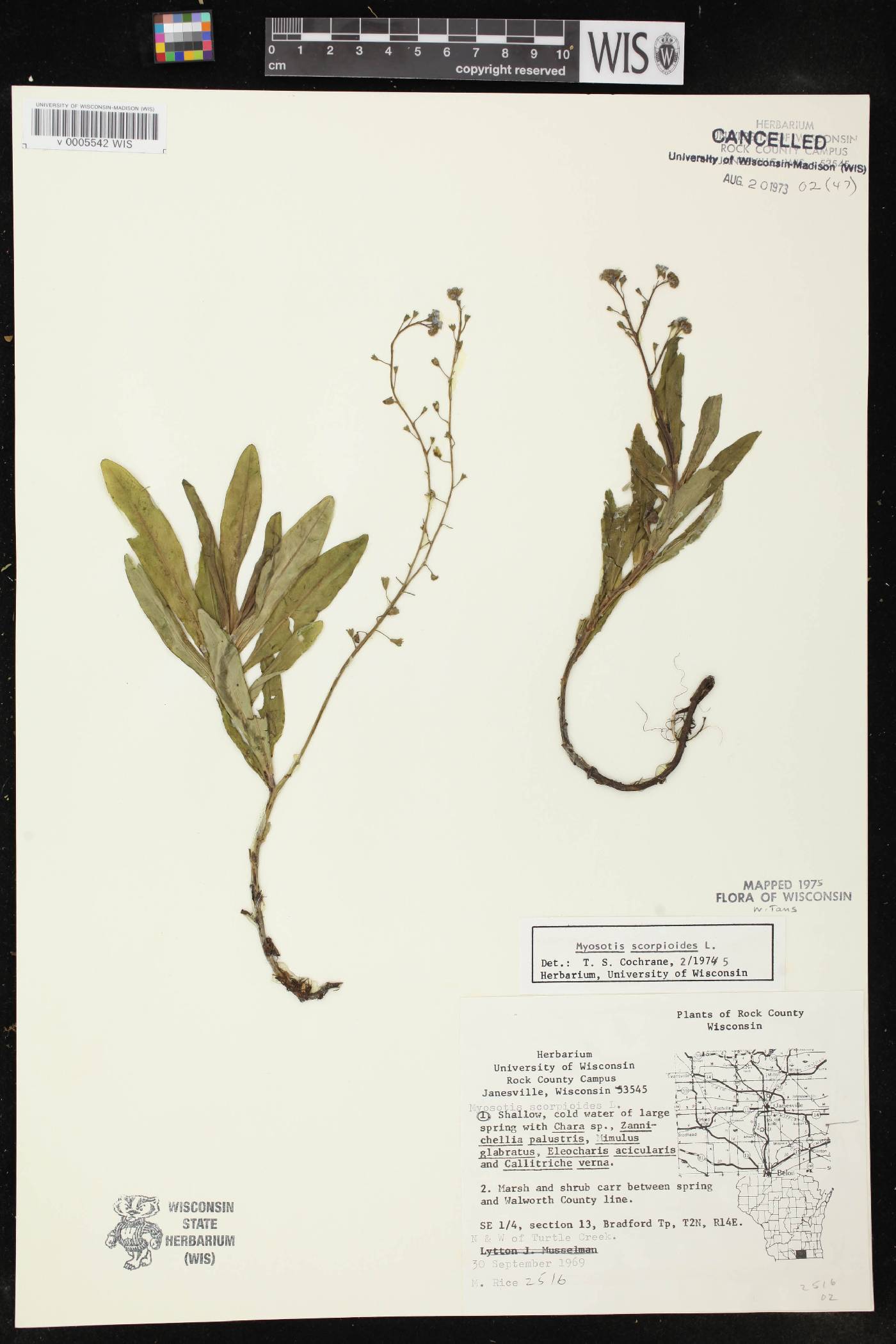 Myosotis scorpioides image