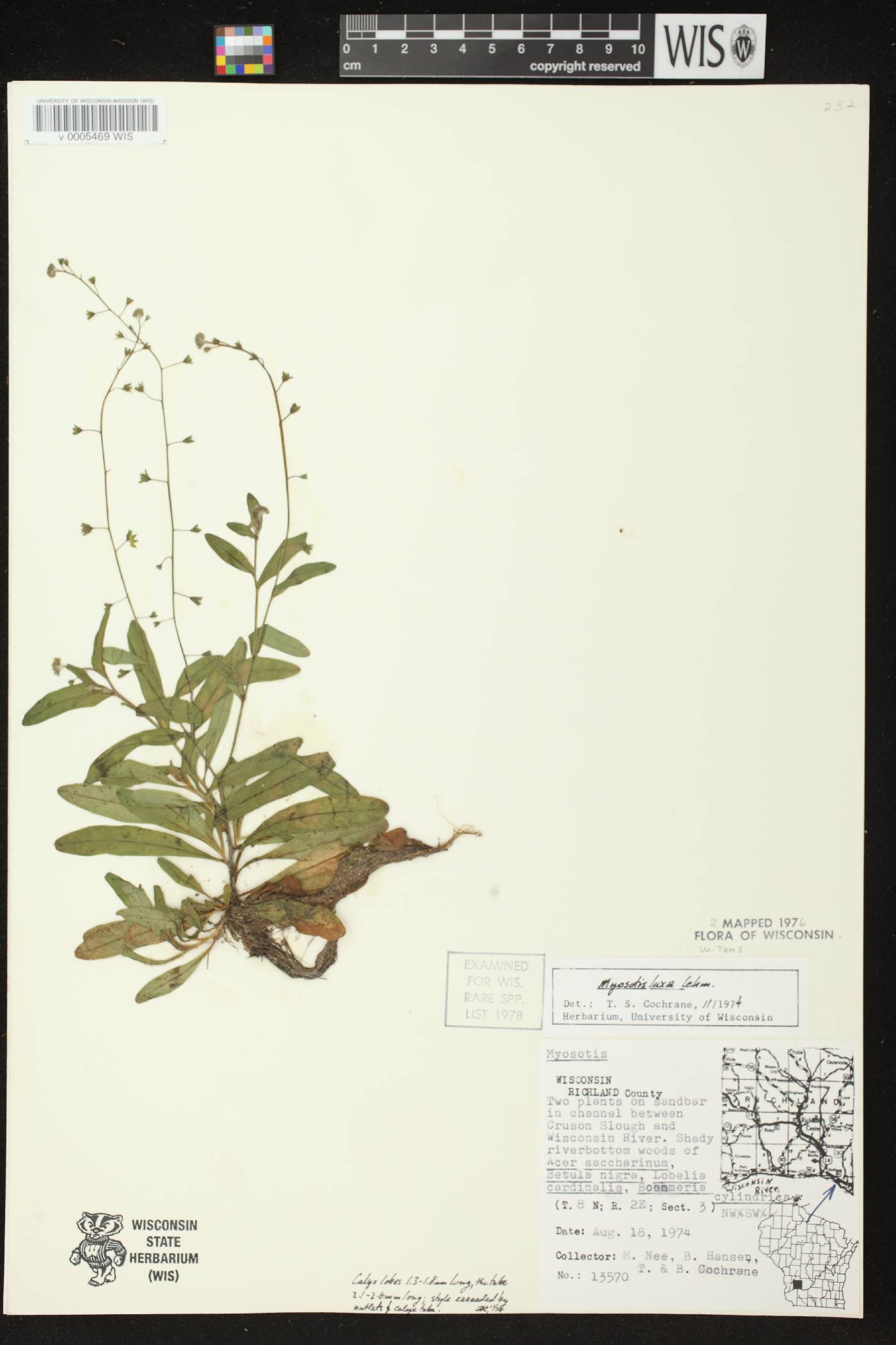 Myosotis laxa image