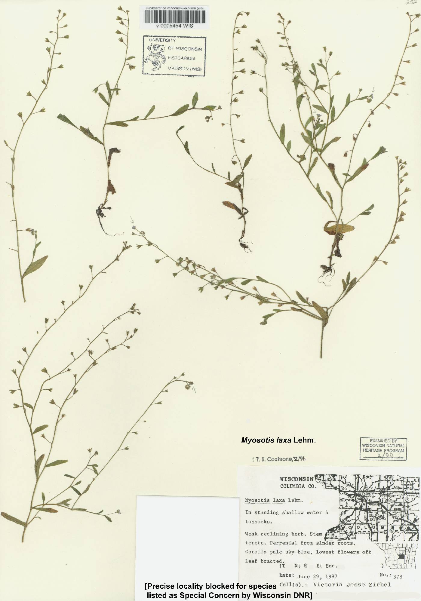 Myosotis laxa image