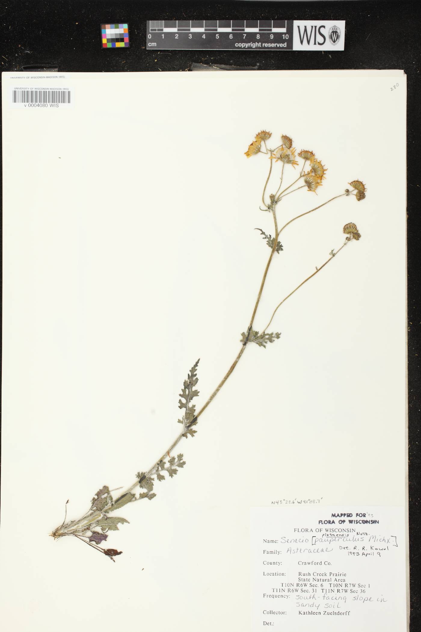 Packera plattensis image