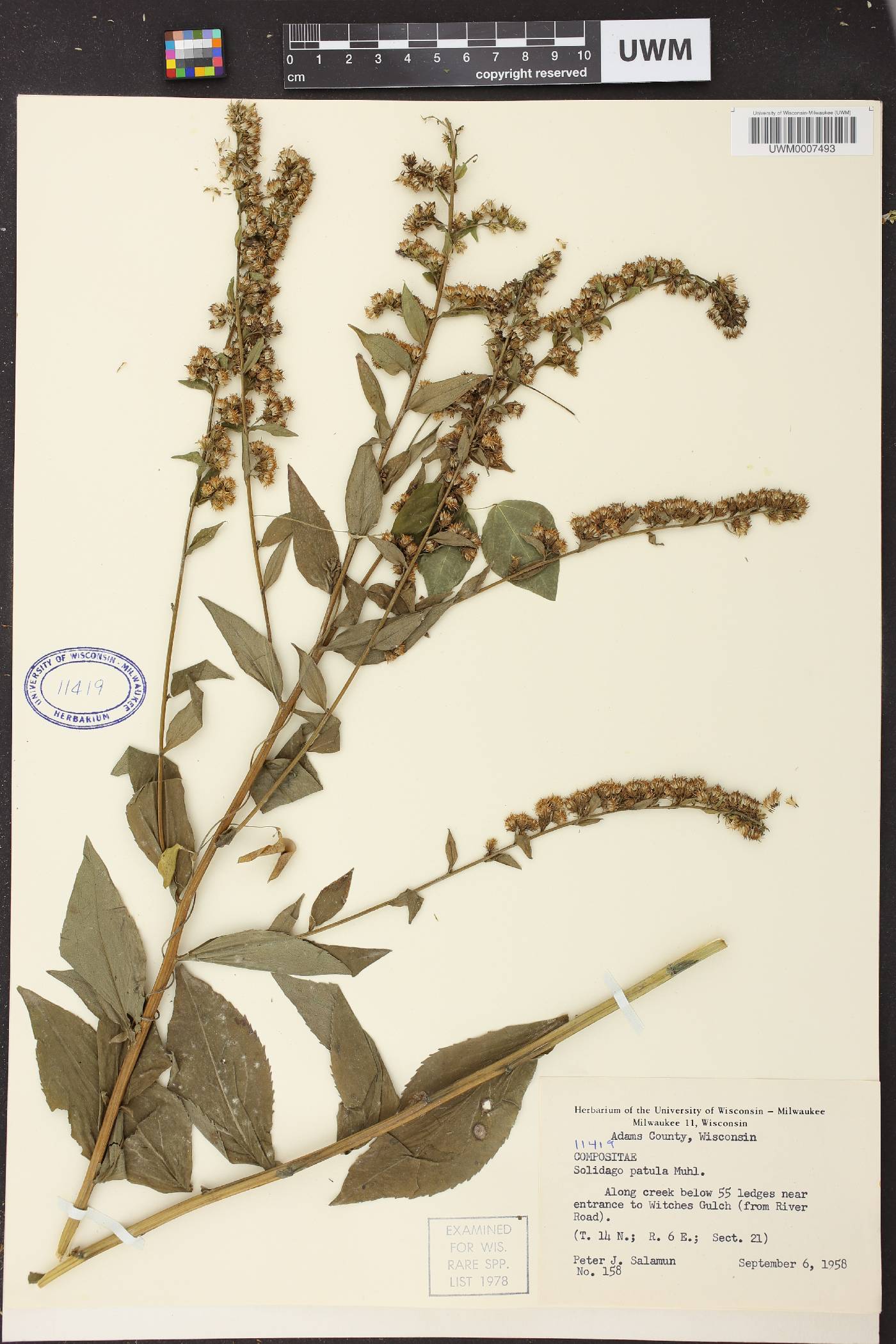 Solidago patula image