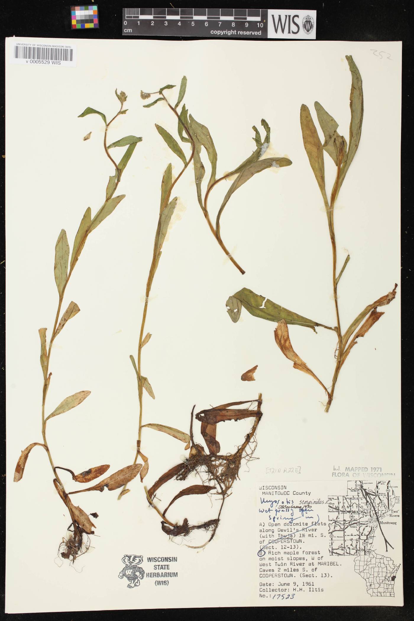 Myosotis scorpioides image