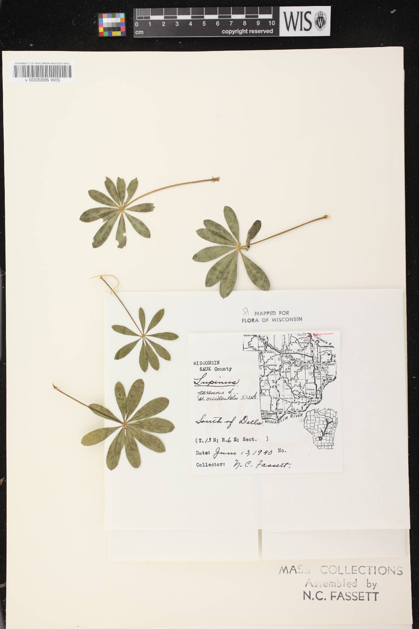 Lupinus perennis var. occidentalis image