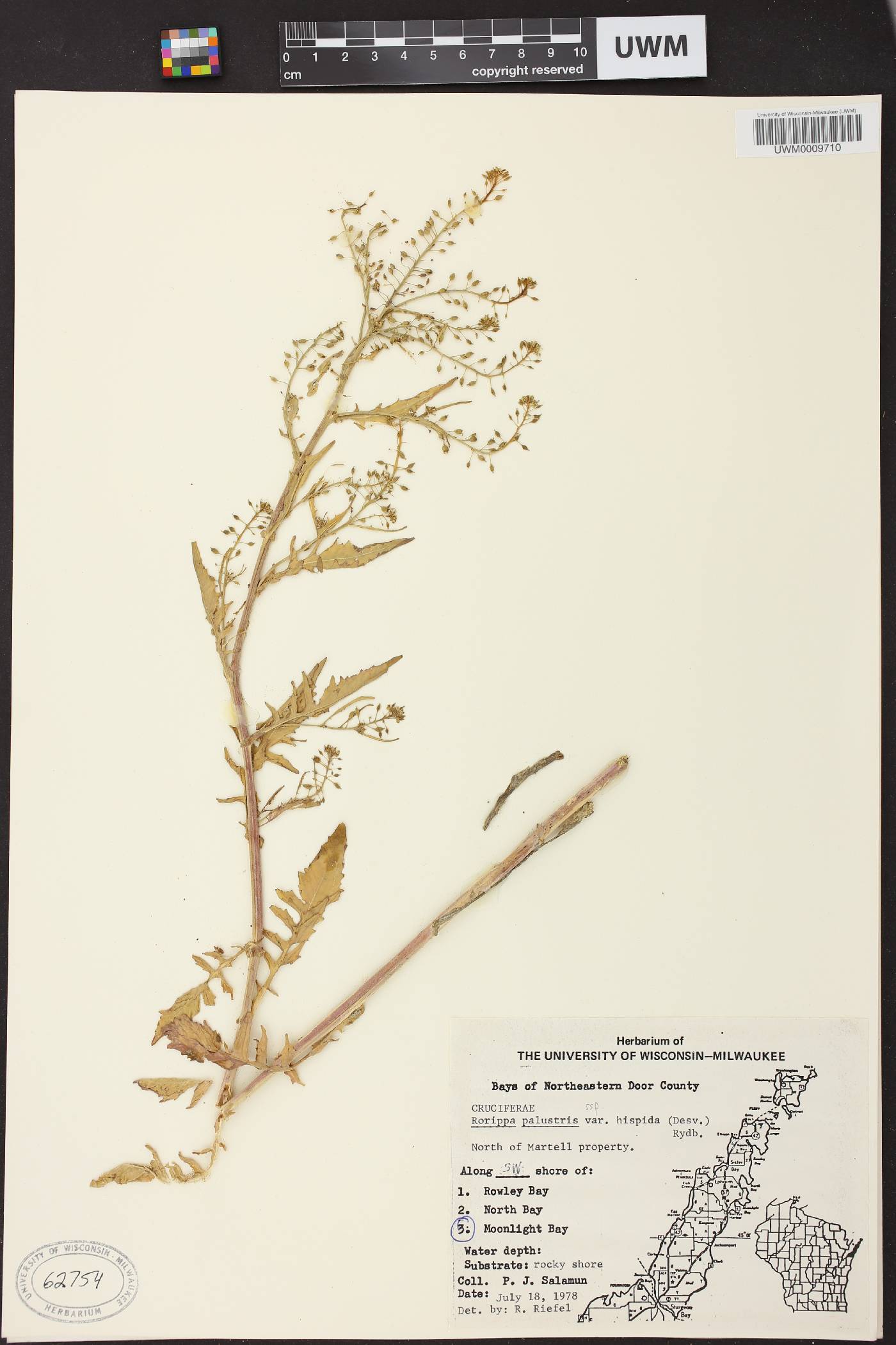 Rorippa palustris subsp. hispida image