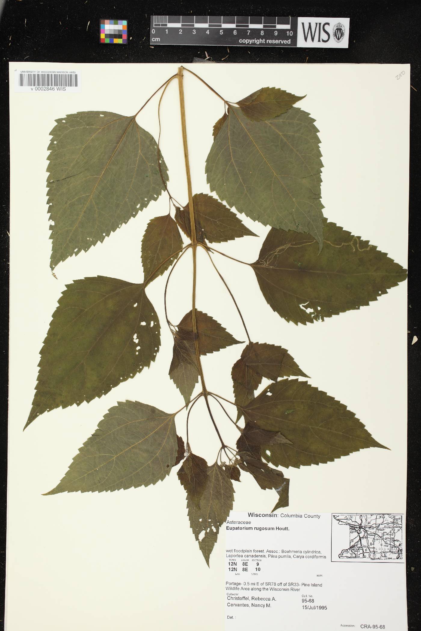 Ageratina altissima image