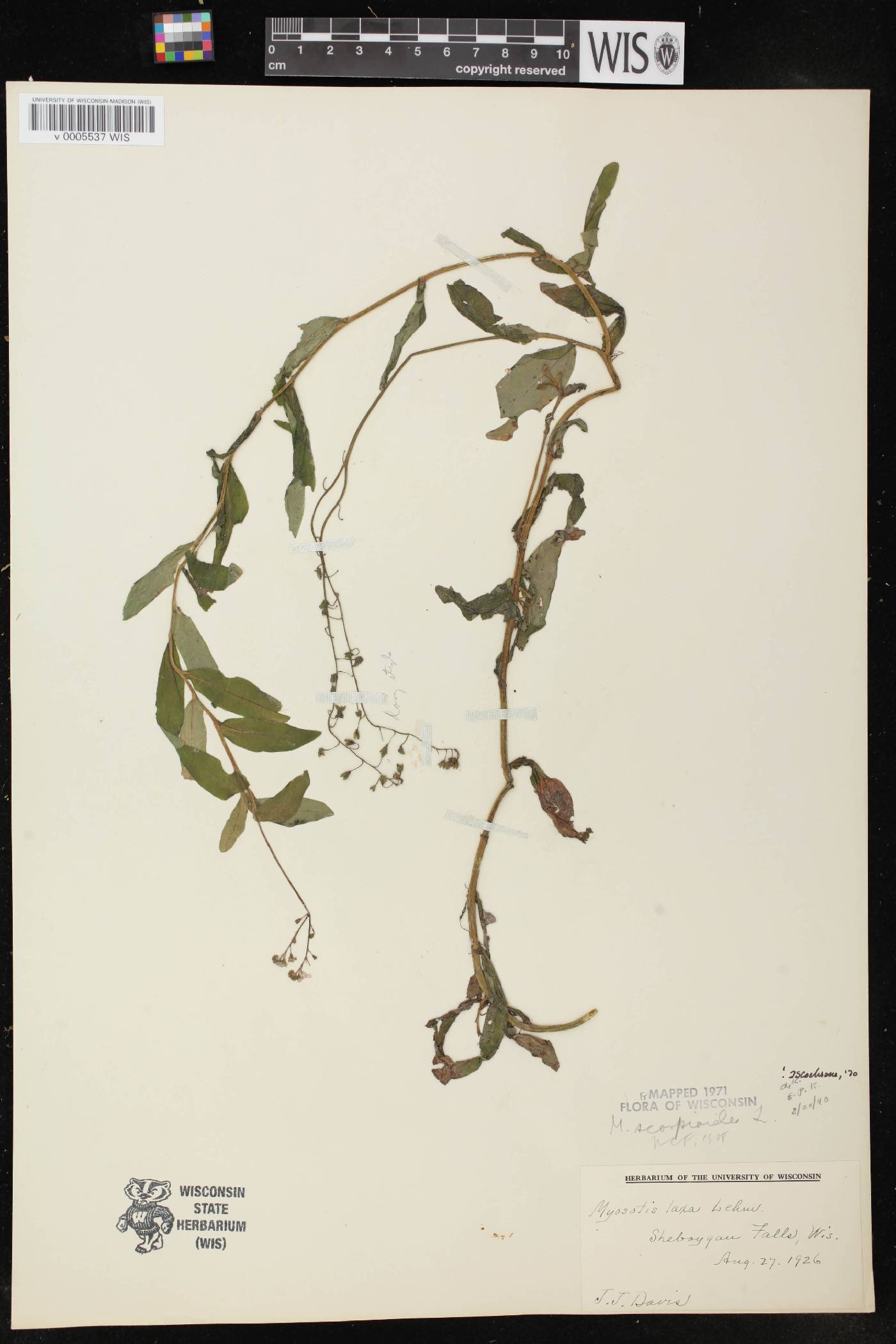 Myosotis scorpioides image