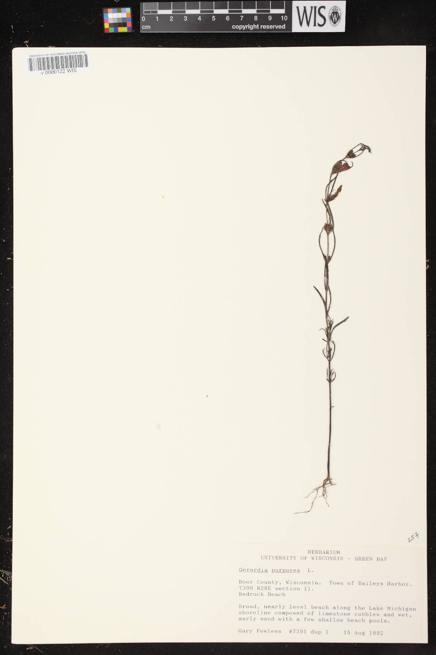 Agalinis paupercula image