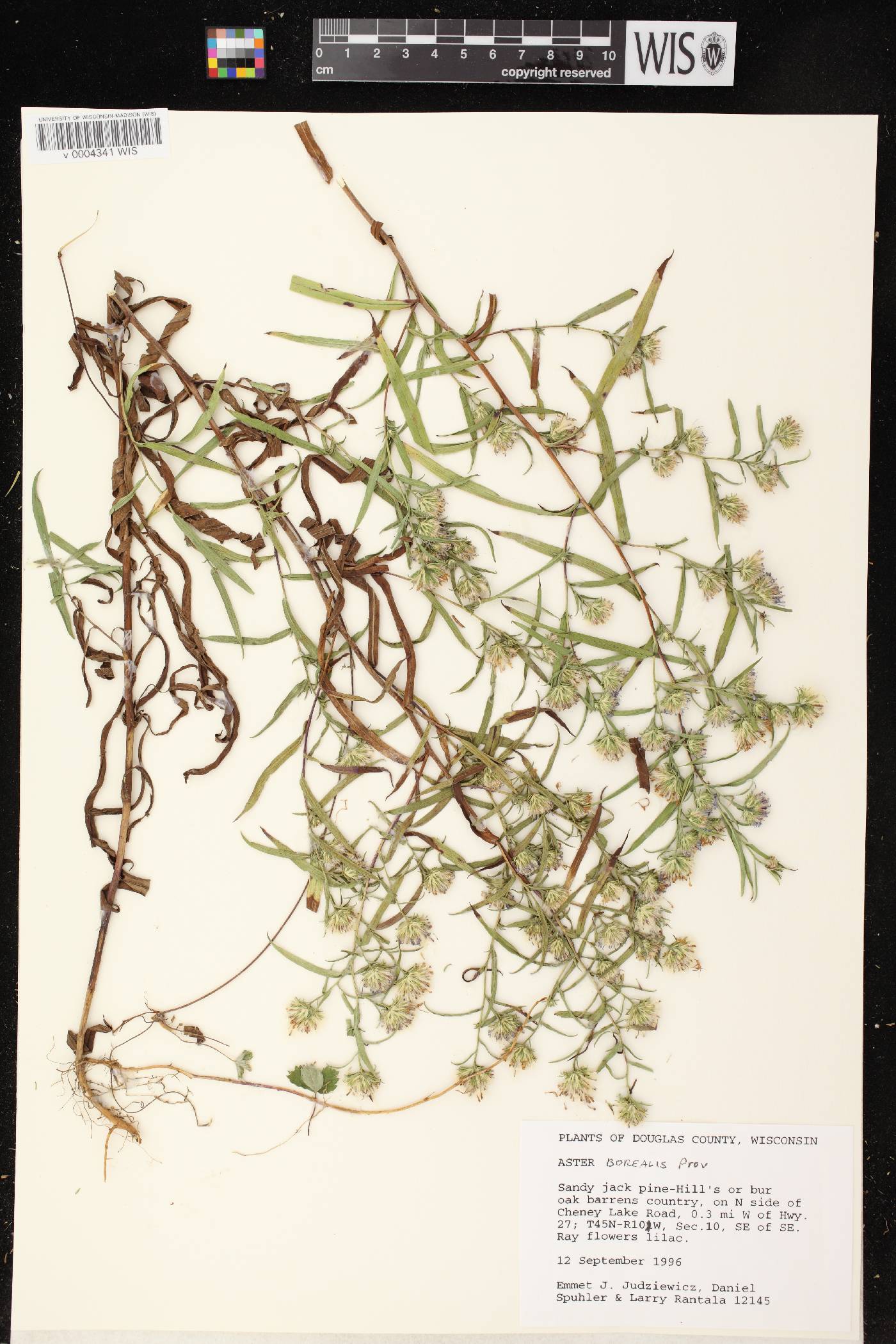 Symphyotrichum boreale image