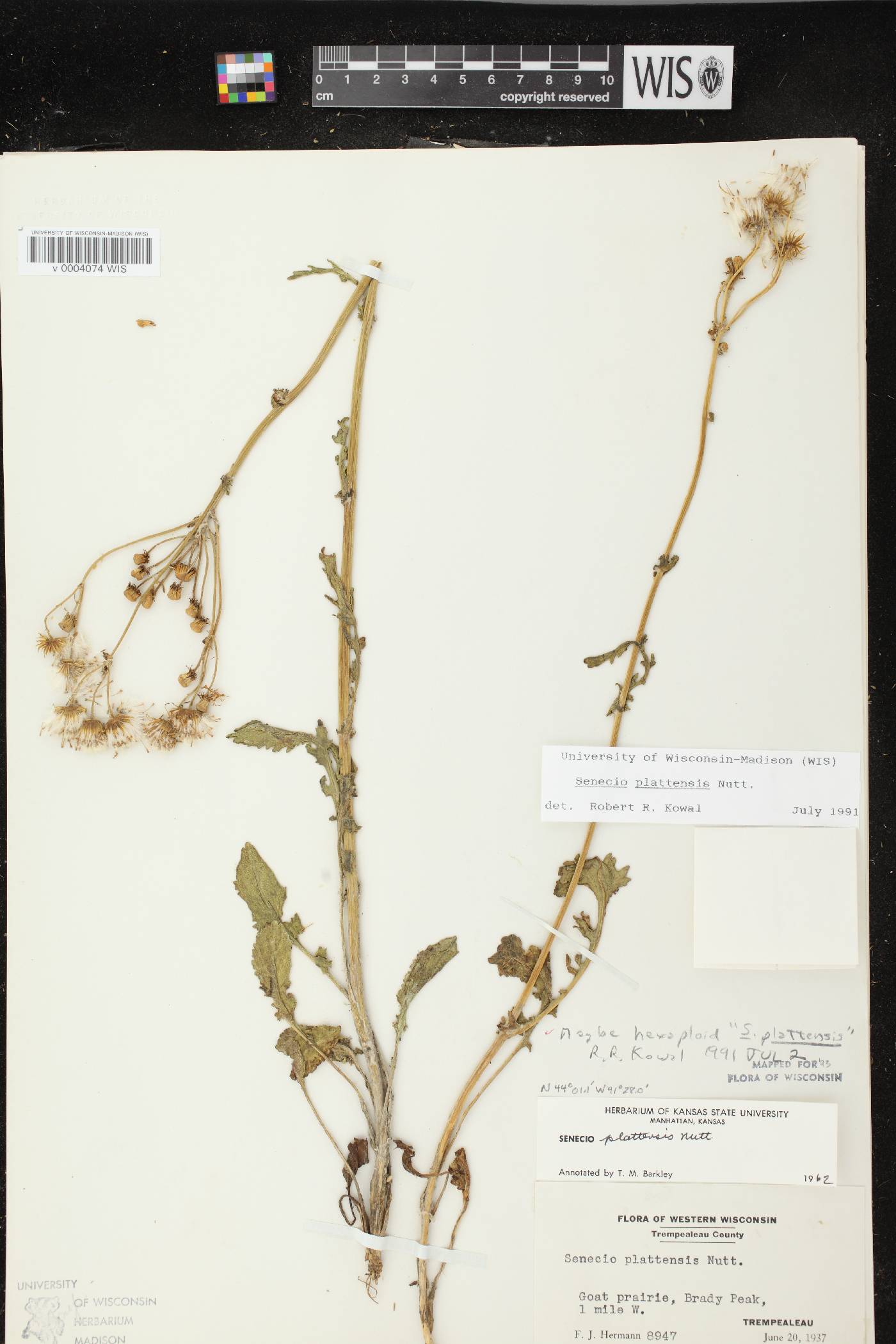 Packera plattensis image
