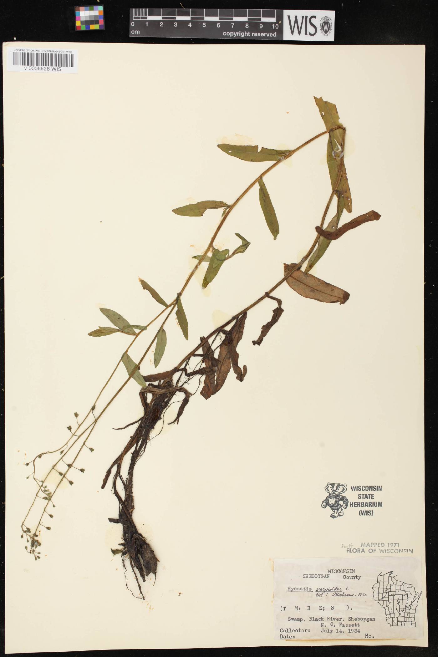 Myosotis scorpioides image