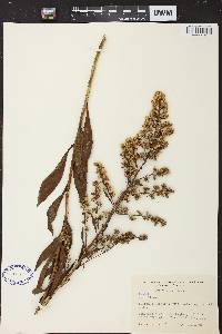 Image of Solidago speciosa subsp. speciosa var. rigidiuscula