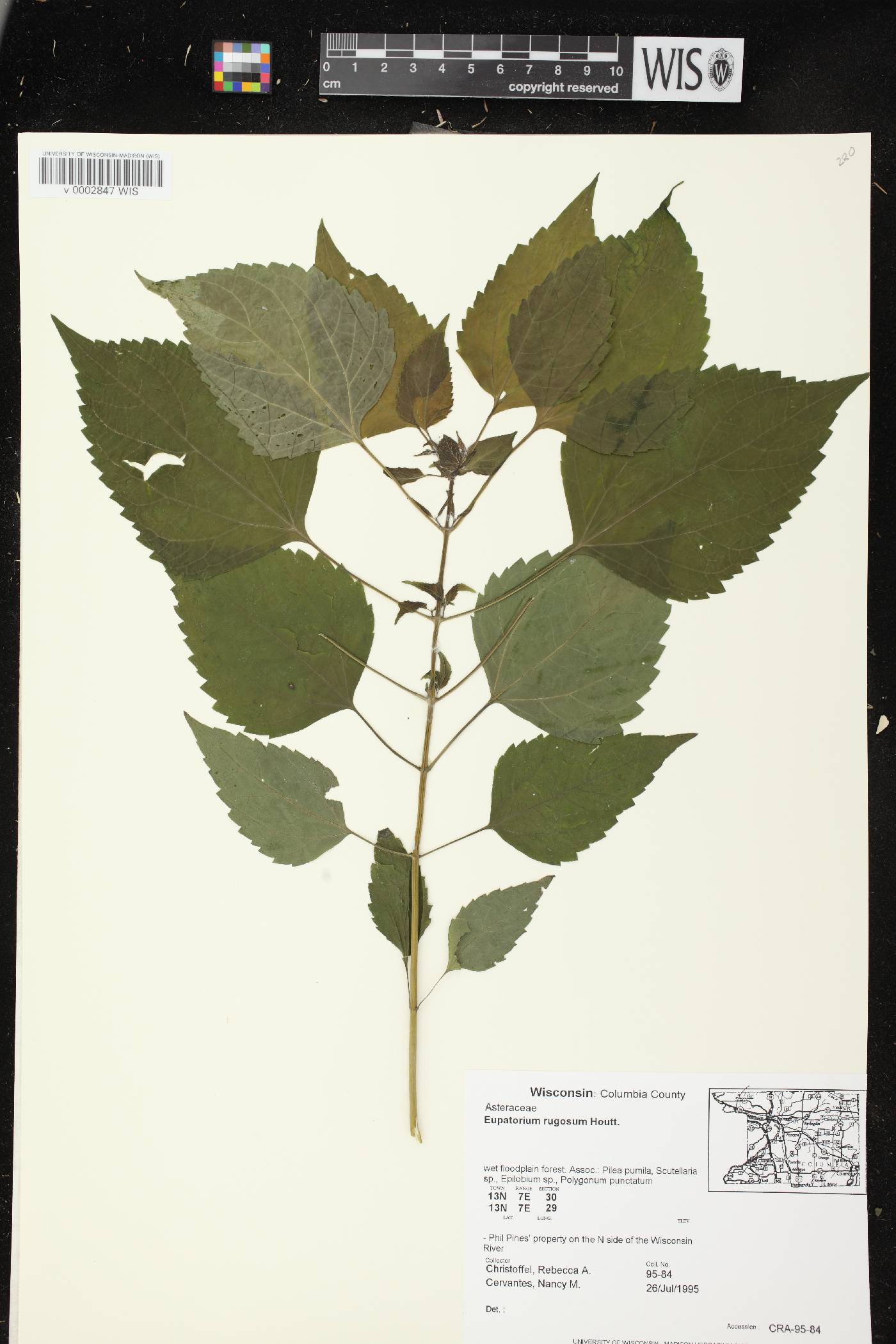 Ageratina altissima subsp. altissima image