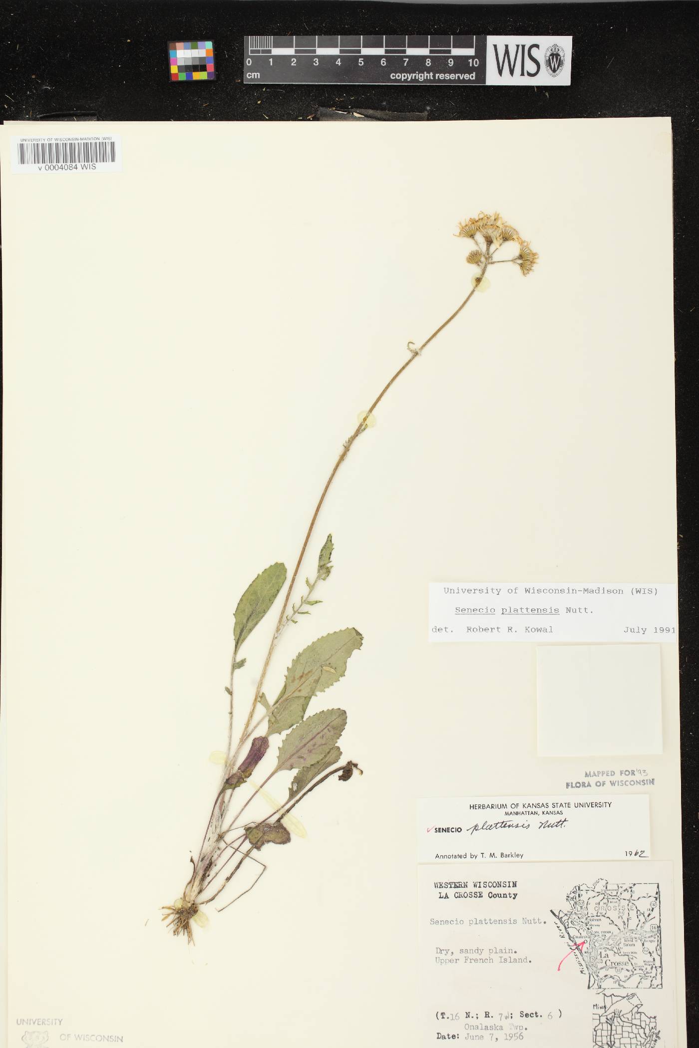 Packera plattensis image